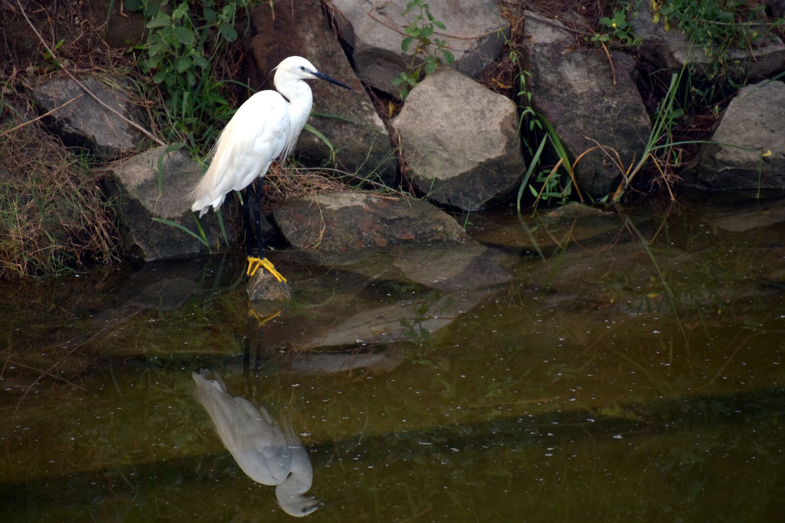 Nikon D5600 sample photo. Crane, yellow feet, water photography