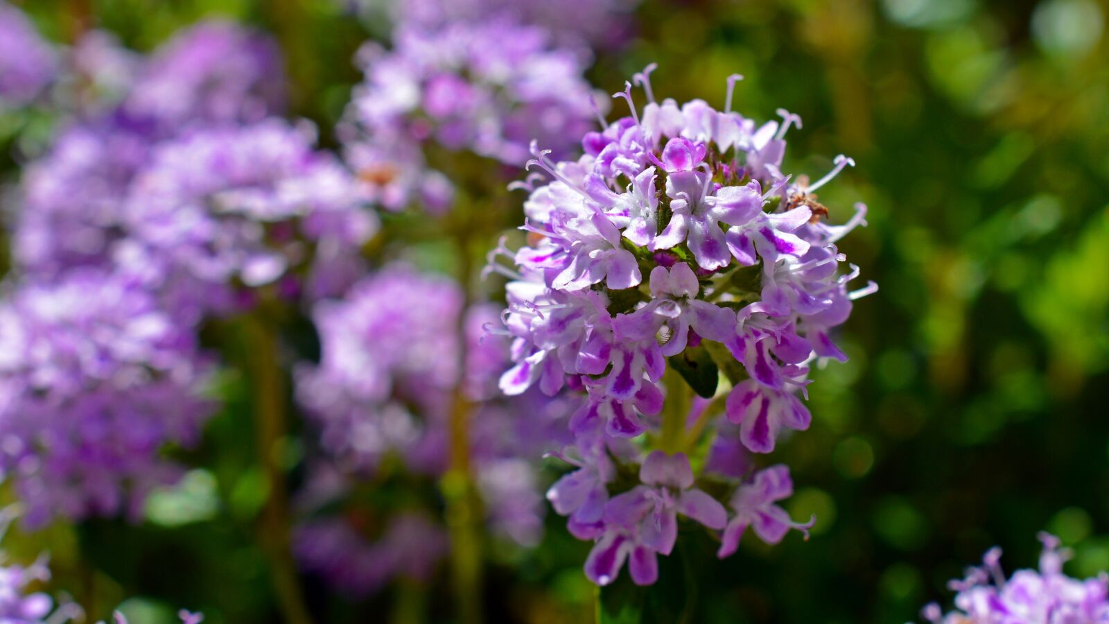 Nikon D5200 sample photo. Thyme, thymus serpyllum, blossom photography
