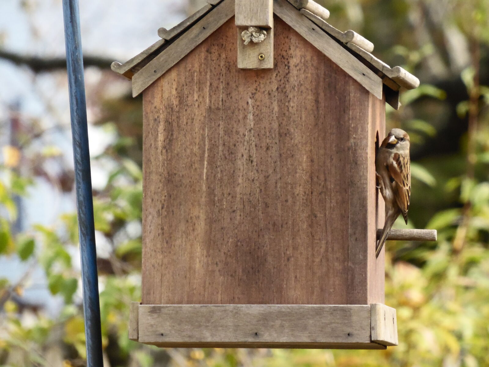 Samsung WB2200F sample photo. Bird, bird, house, nature photography