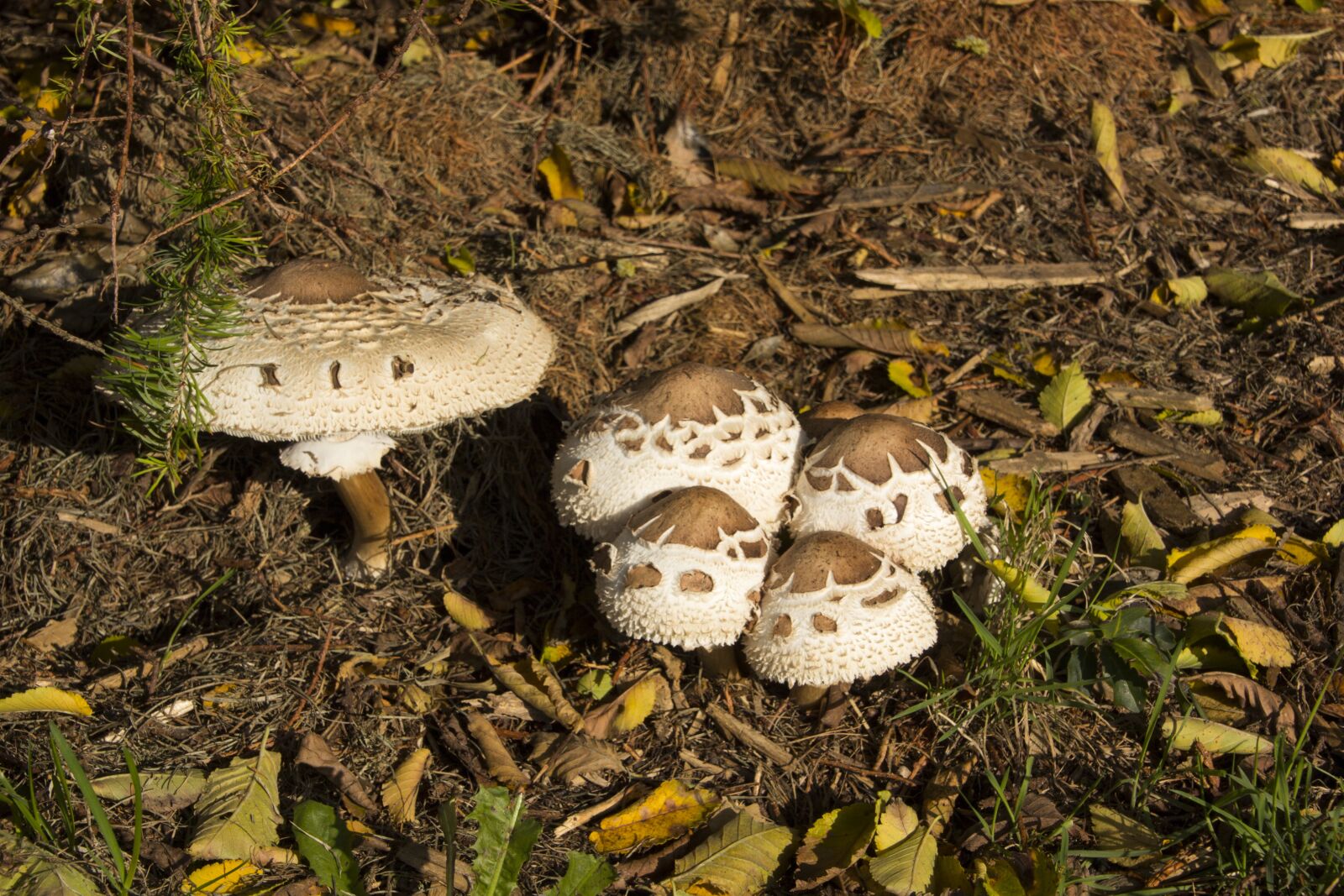 Canon EOS 60D sample photo. Mushrooms, nature, close up photography