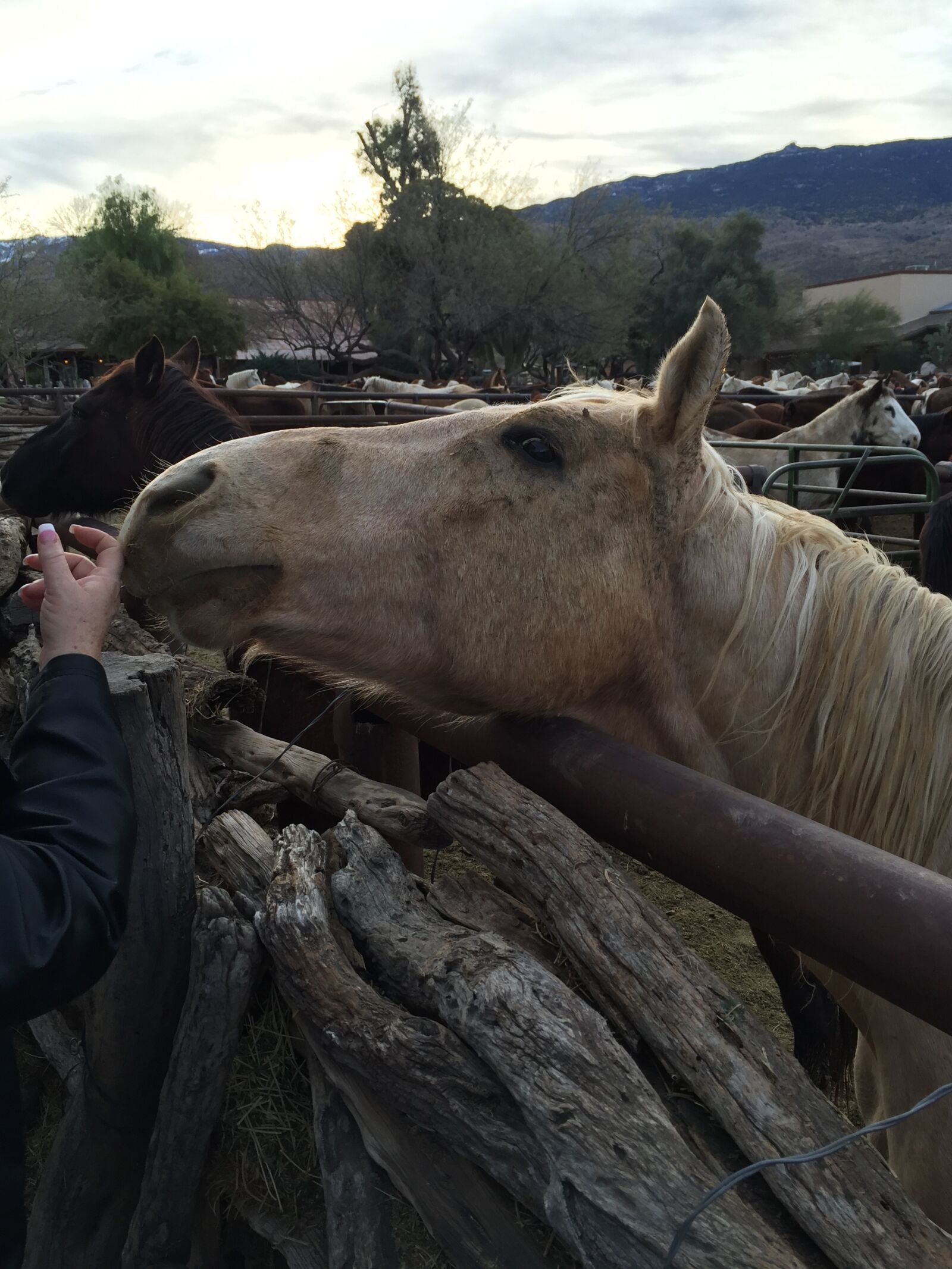 iPhone 6 back camera 4.15mm f/2.2 sample photo. Horse, ranch, dude photography