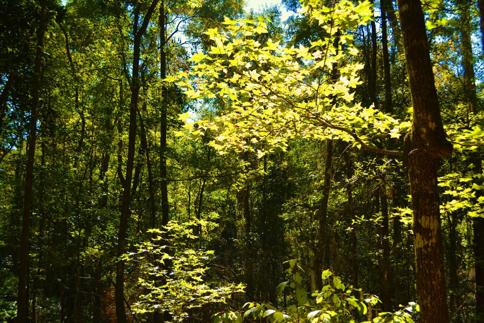 Nikon D5200 sample photo. Woods, forest, nature photography
