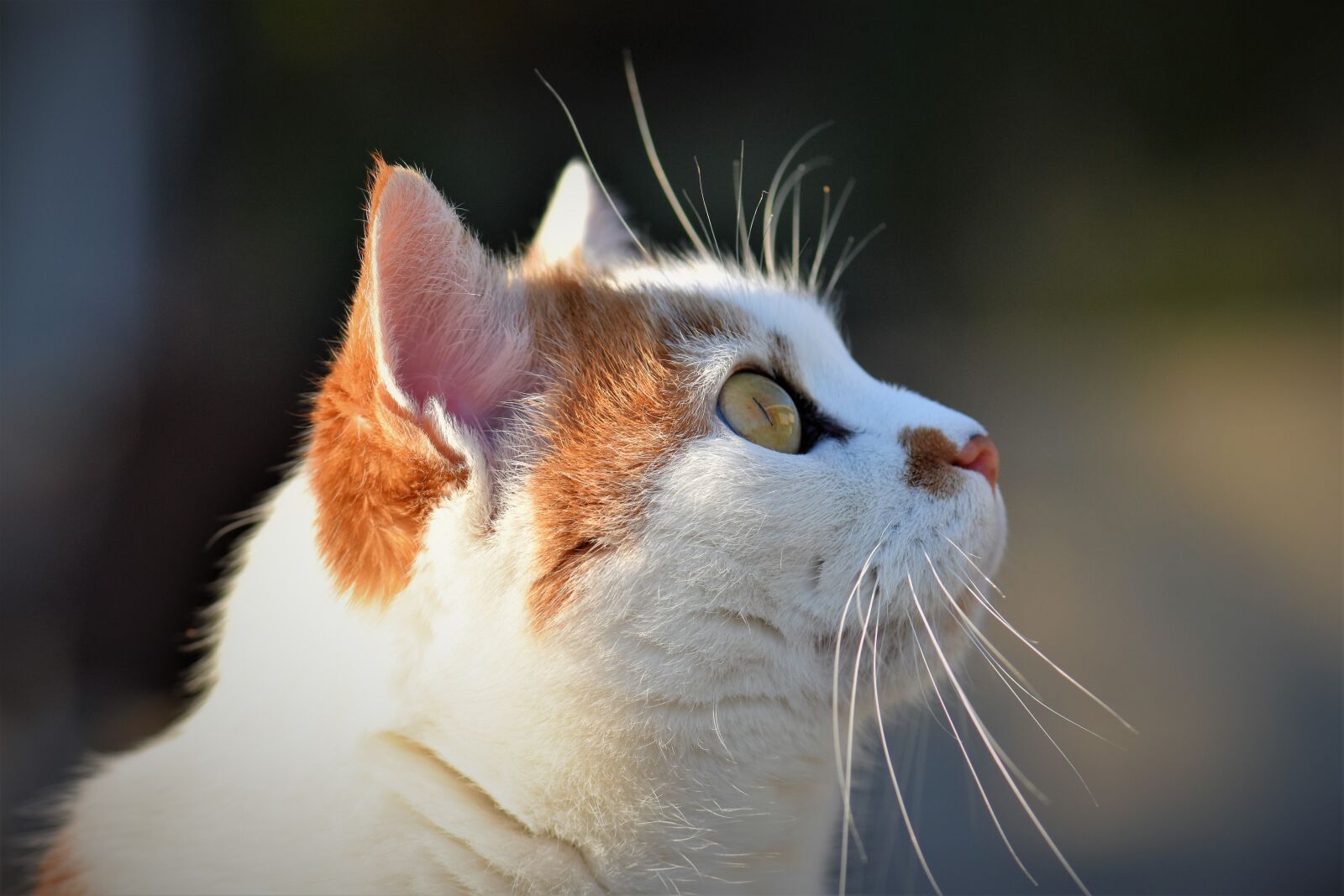 Nikon D5500 sample photo. Cat, domestic cat, pet photography