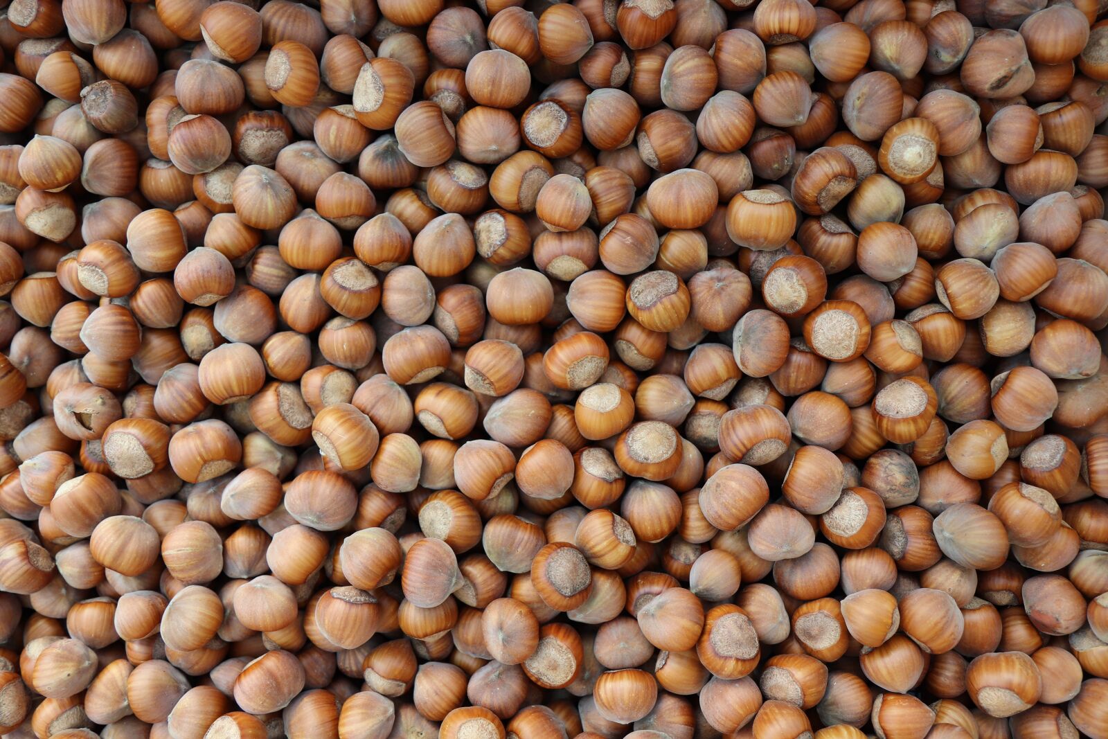 Canon EOS 800D (EOS Rebel T7i / EOS Kiss X9i) sample photo. Hazelnut, nuts, legume photography