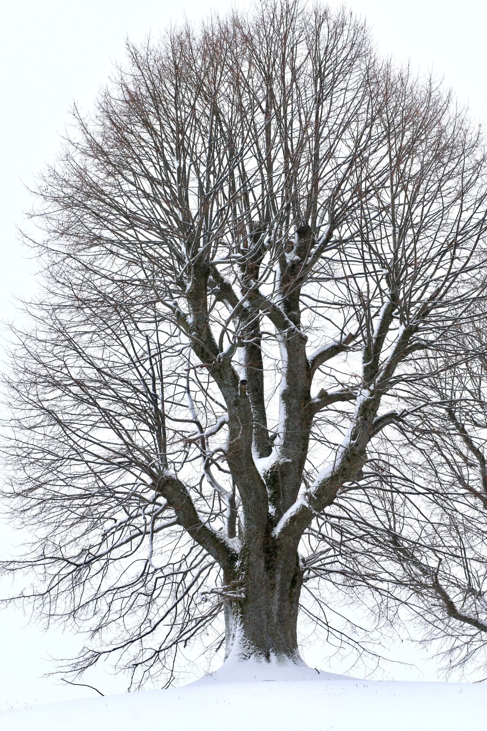 Canon EOS 70D + Canon EF 85mm F1.8 USM sample photo. Tree, winter, snow photography