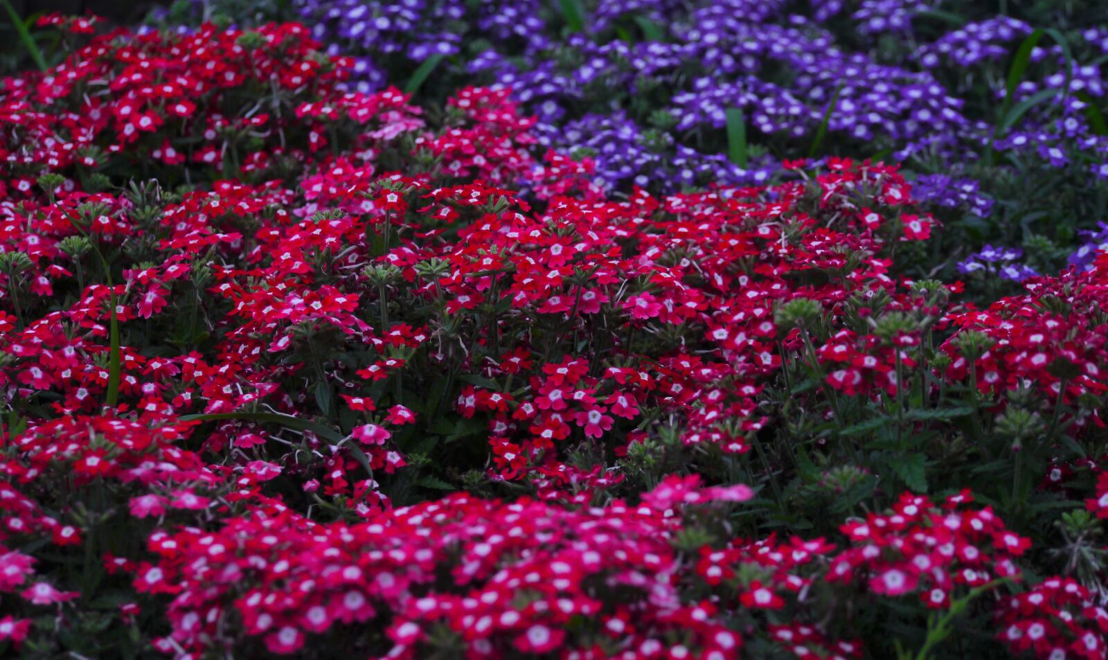 Panasonic Lumix DMC-GX1 sample photo. Verbena, flowers, verbenaceae photography