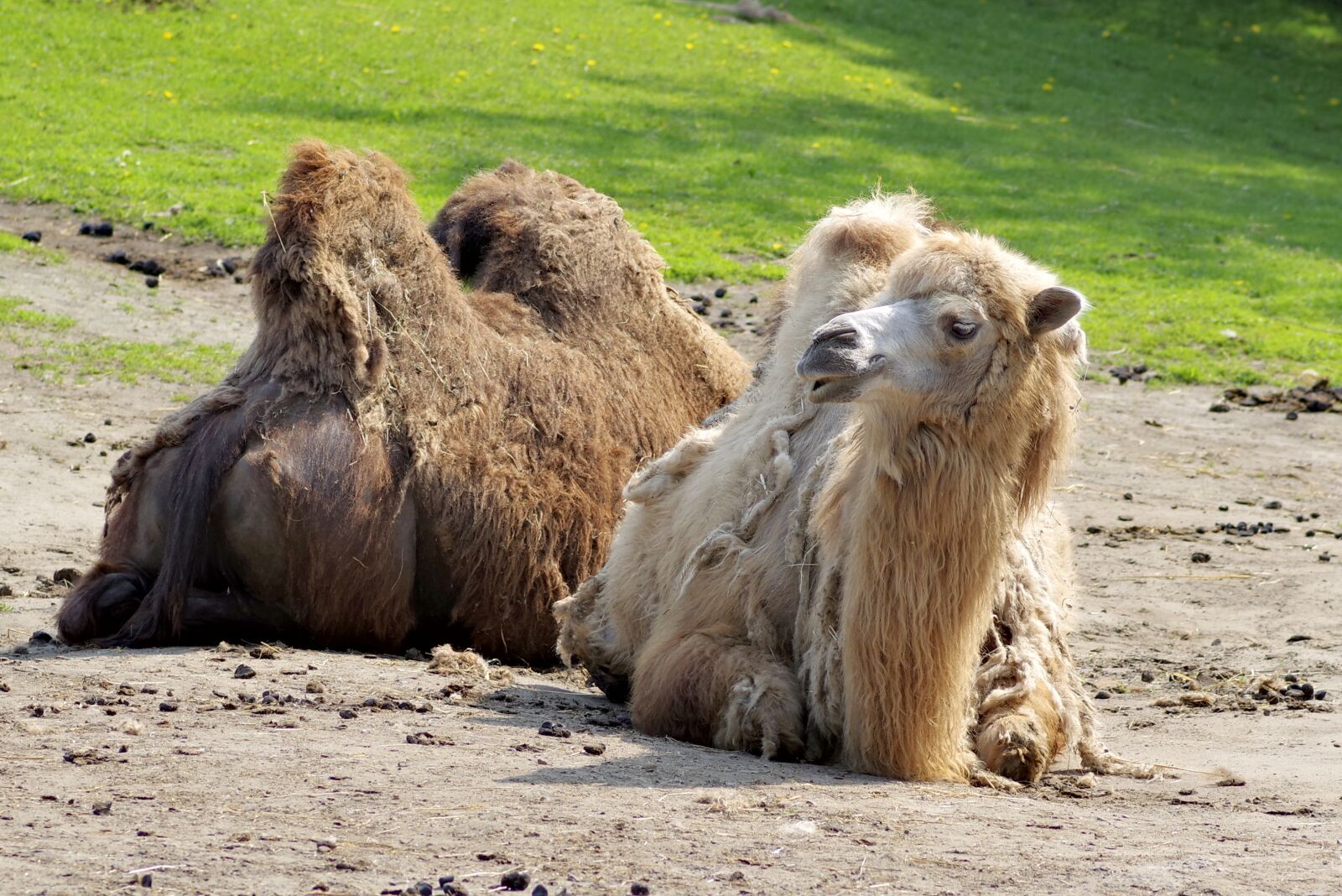 Pentax K-S2 sample photo. Camel, animal, brown photography