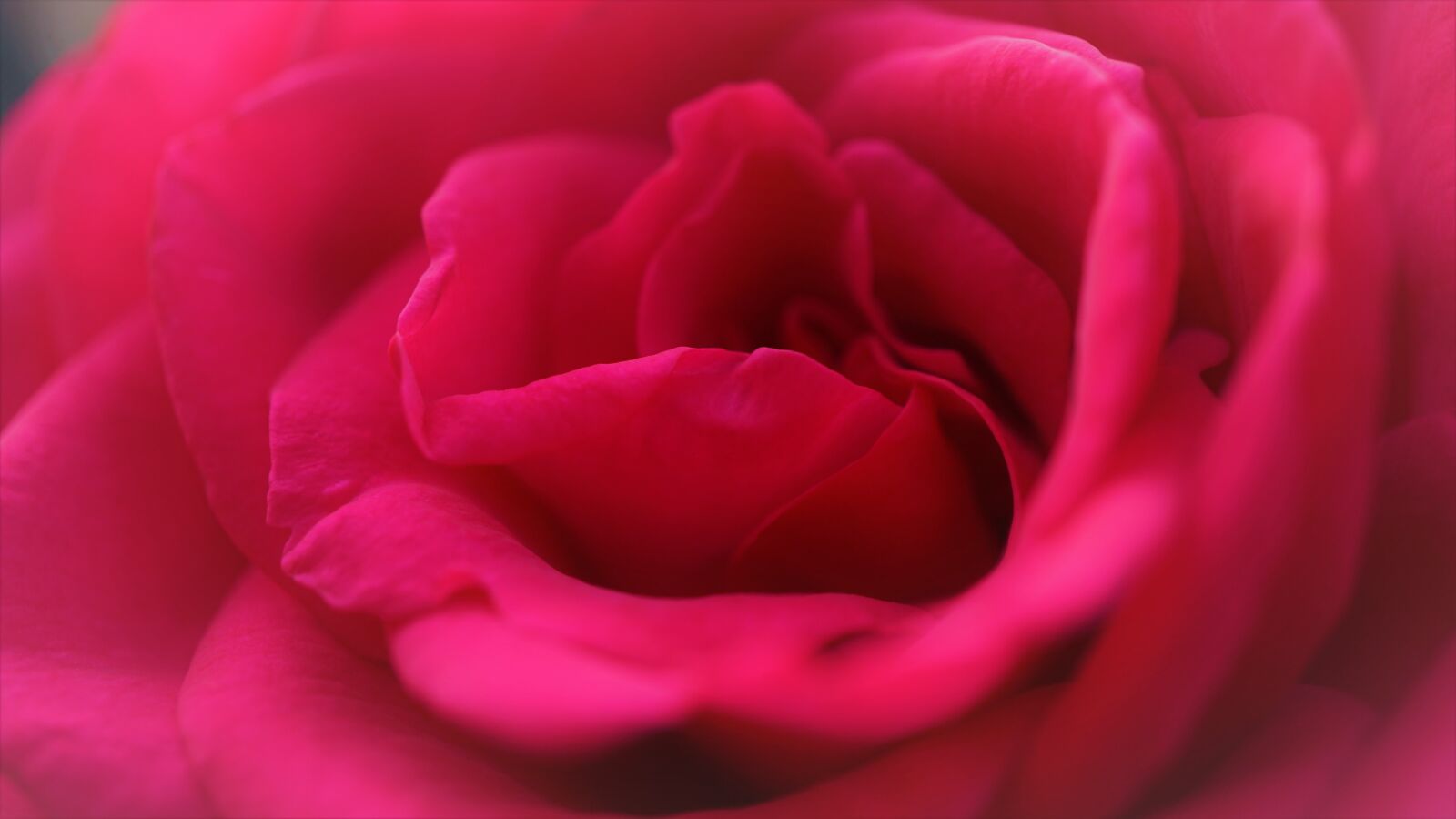 Sony E 30mm F3.5 Macro sample photo. Background, rose, petals photography