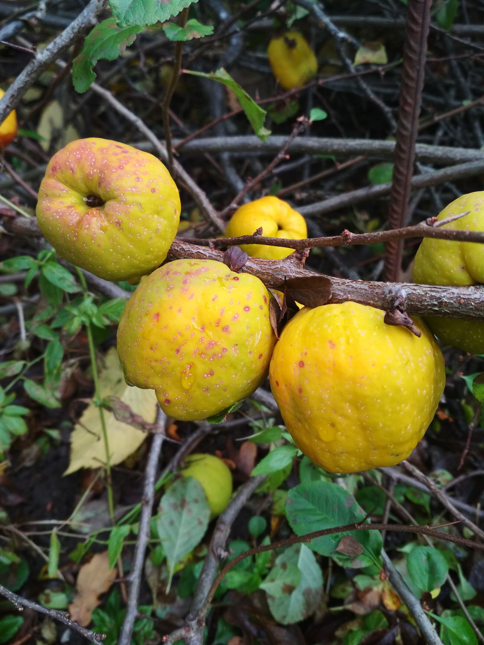 Xiaomi Redmi 4X sample photo. Pear, fruit, yellow photography