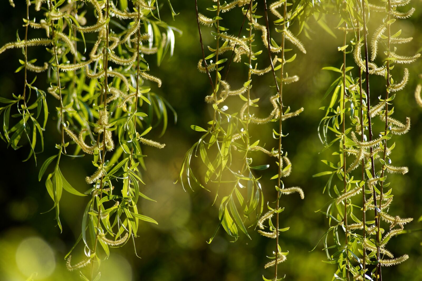 Sony SLT-A58 sample photo. Weeping willow, h ngeweide photography