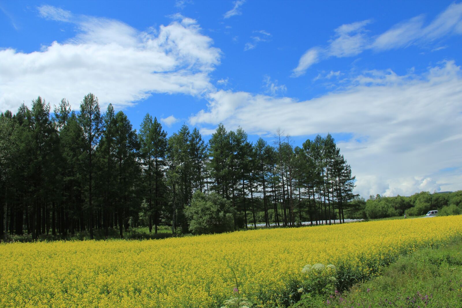 Canon EOS 600D (Rebel EOS T3i / EOS Kiss X5) sample photo. Canola flower field, blue photography