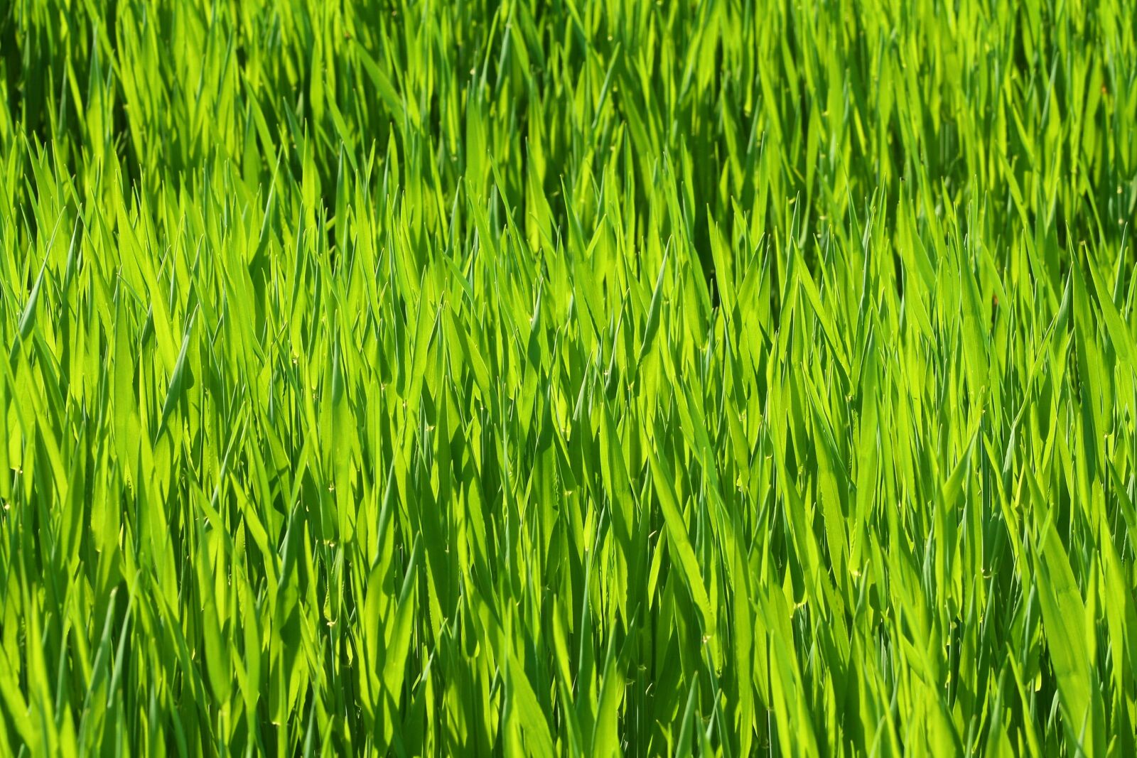 Canon EOS 400D (EOS Digital Rebel XTi / EOS Kiss Digital X) sample photo. Grass, prairie, meadow photography