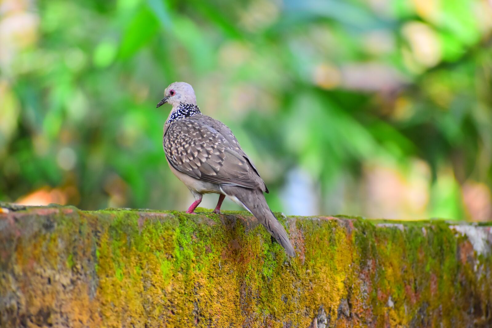 Nikon D5600 sample photo. Nature, bird, outdoors photography
