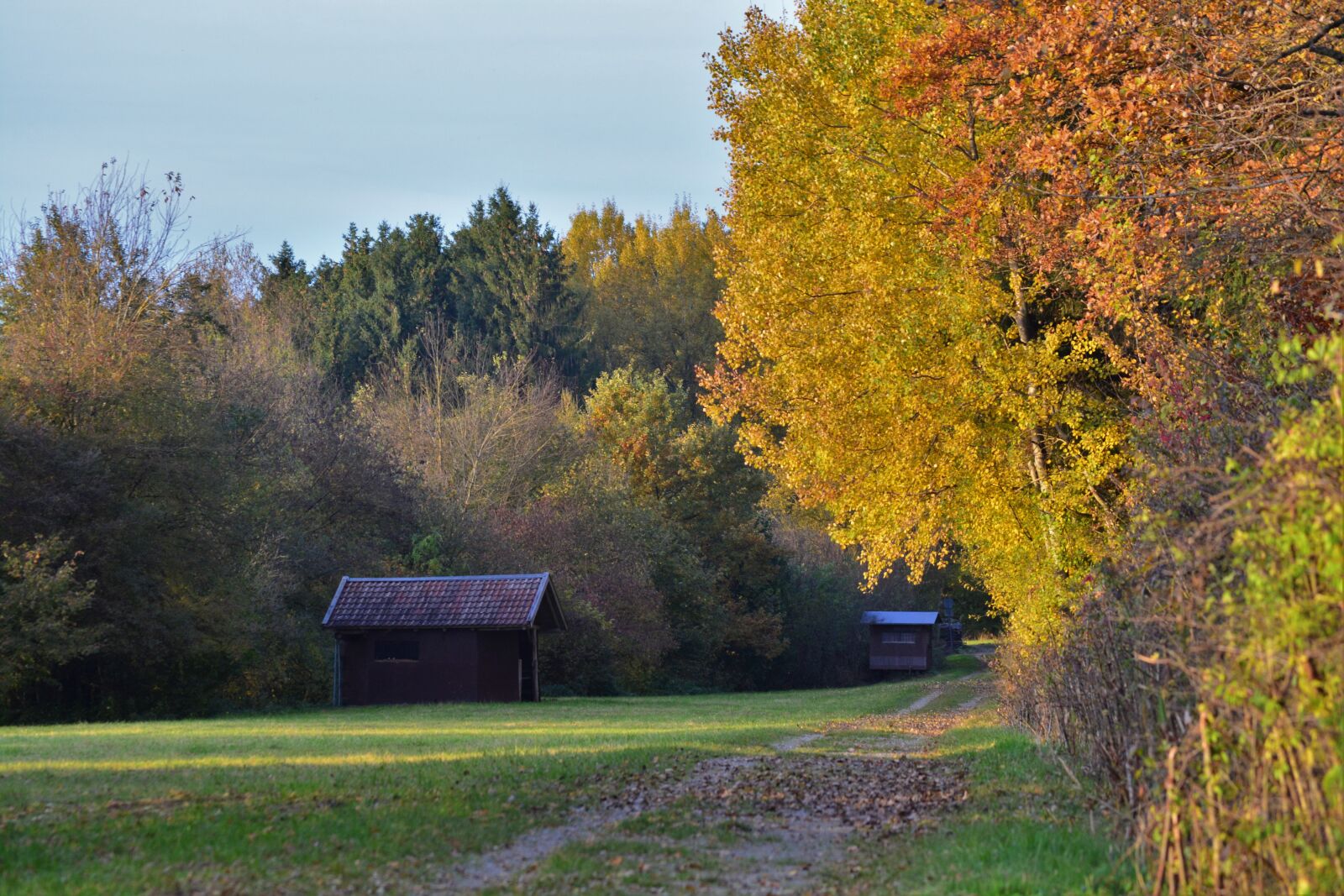 Nikon D5200 sample photo. Nature, trees, autumn photography
