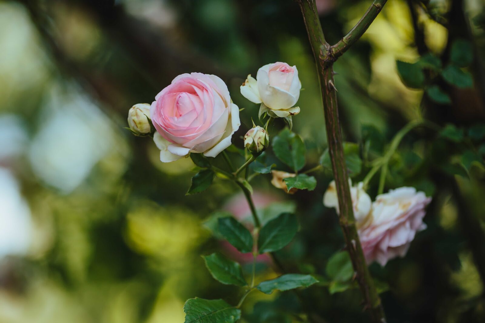 Canon EF 135mm F2L USM sample photo. Flower, shrub, petal, nature photography