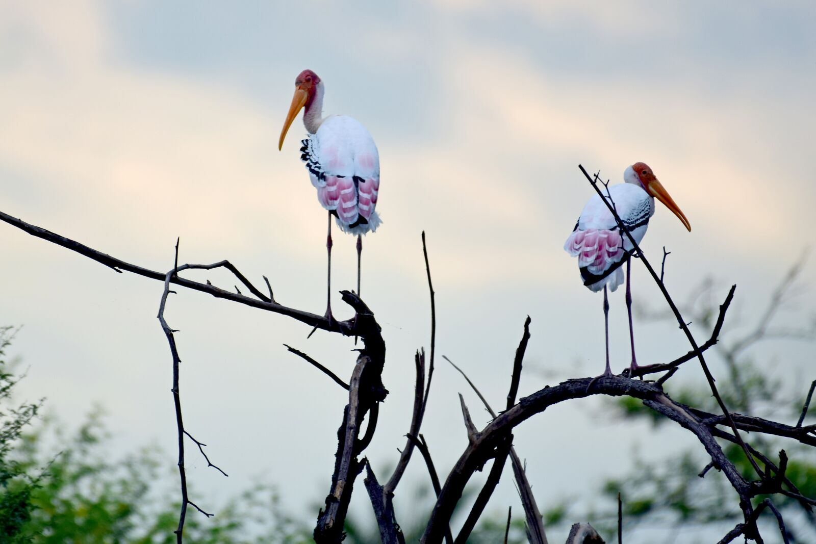 Nikon D3300 sample photo. Bharatpur, bird, sanctuary photography