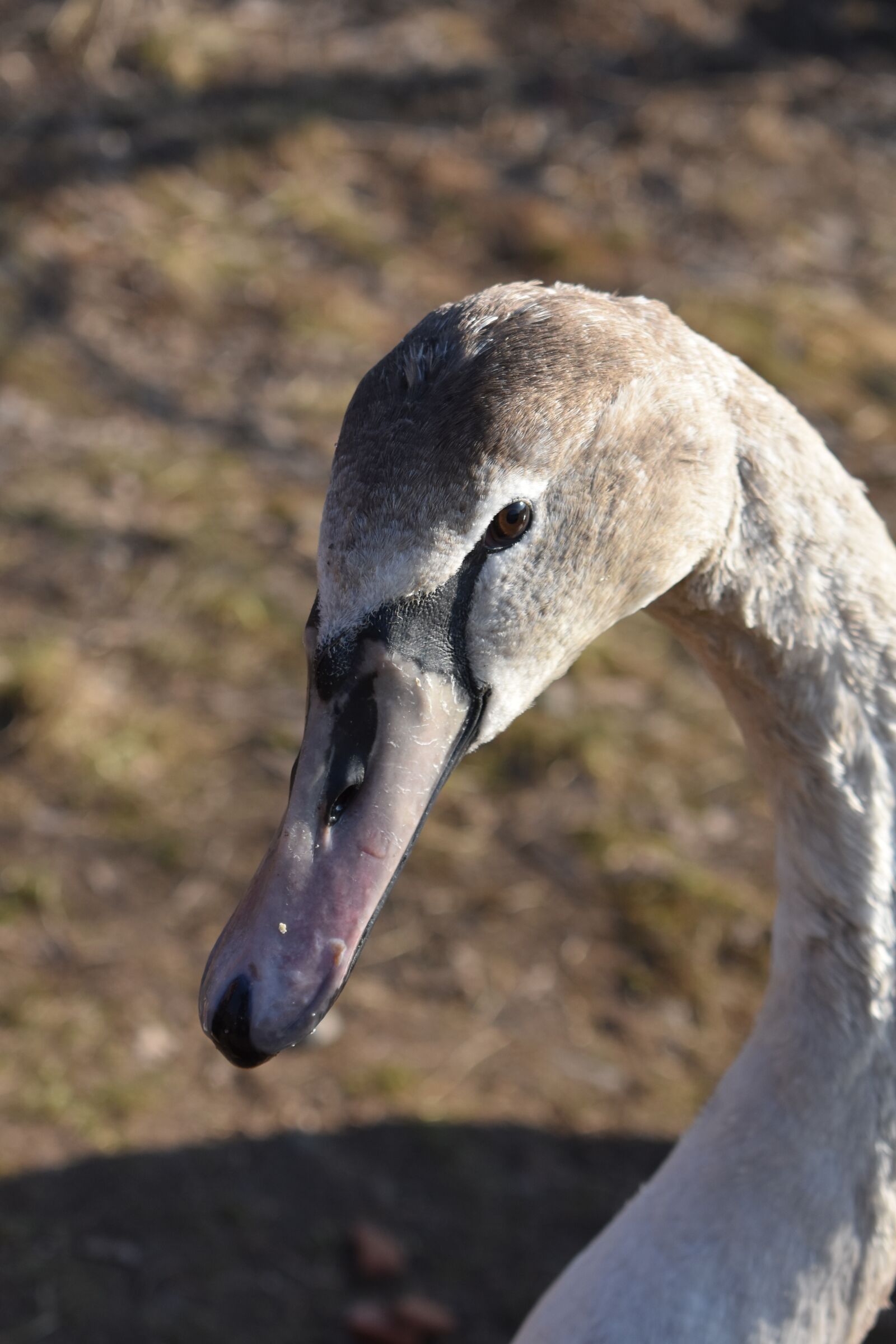 Nikon D3400 sample photo. Duck, bird, nature photography
