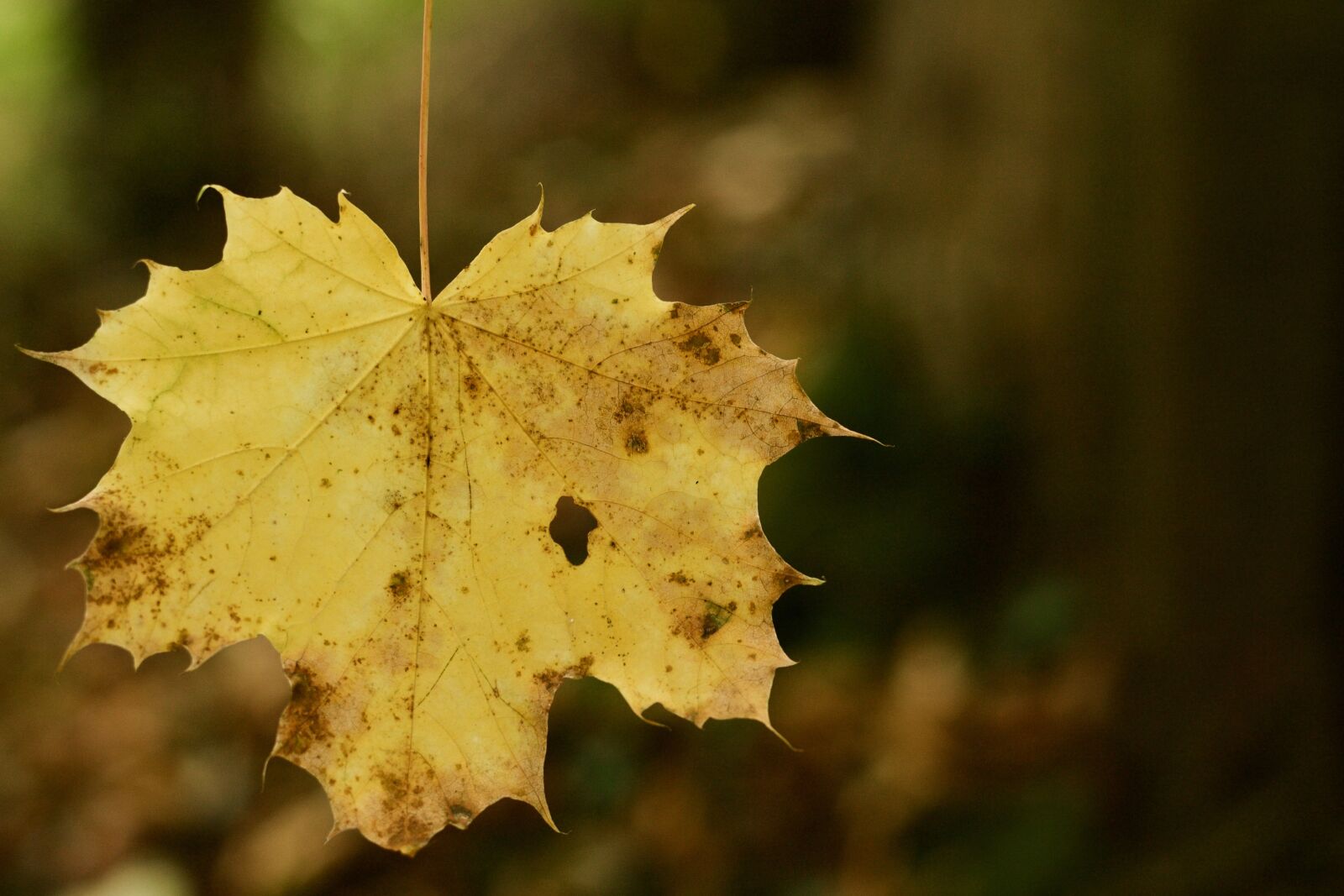 Canon EOS 1100D (EOS Rebel T3 / EOS Kiss X50) + Canon EF 50mm F1.8 STM sample photo. Leaf, fallen, autumn photography