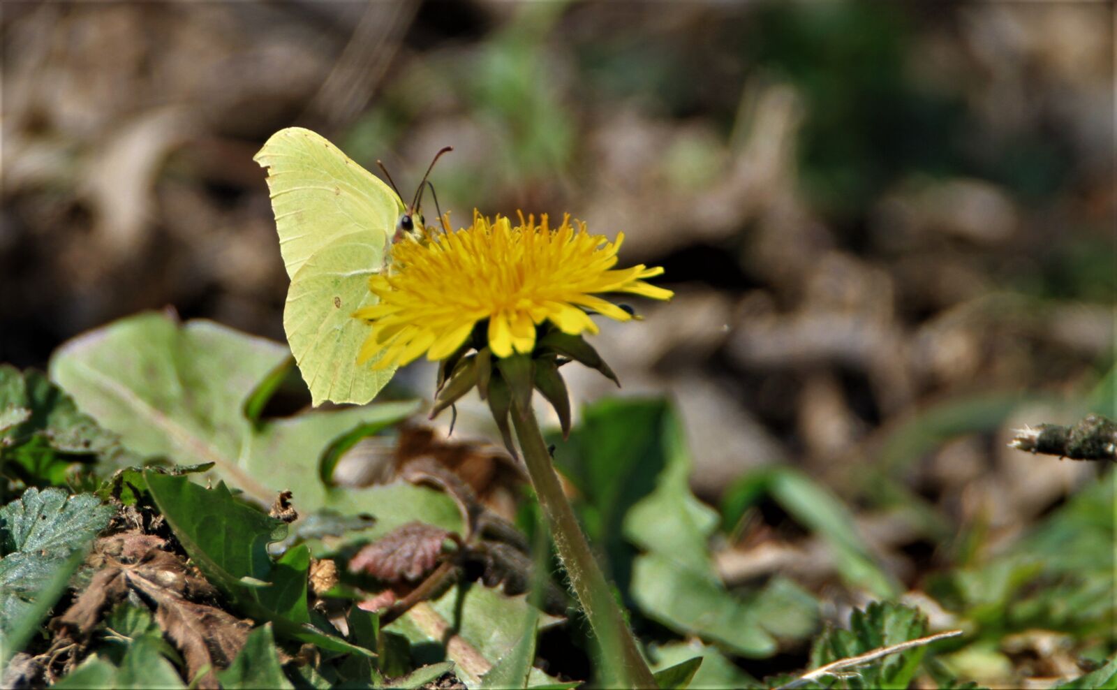 Canon EOS 7D sample photo. Dandelion, gonepteryx rhamni, nature photography