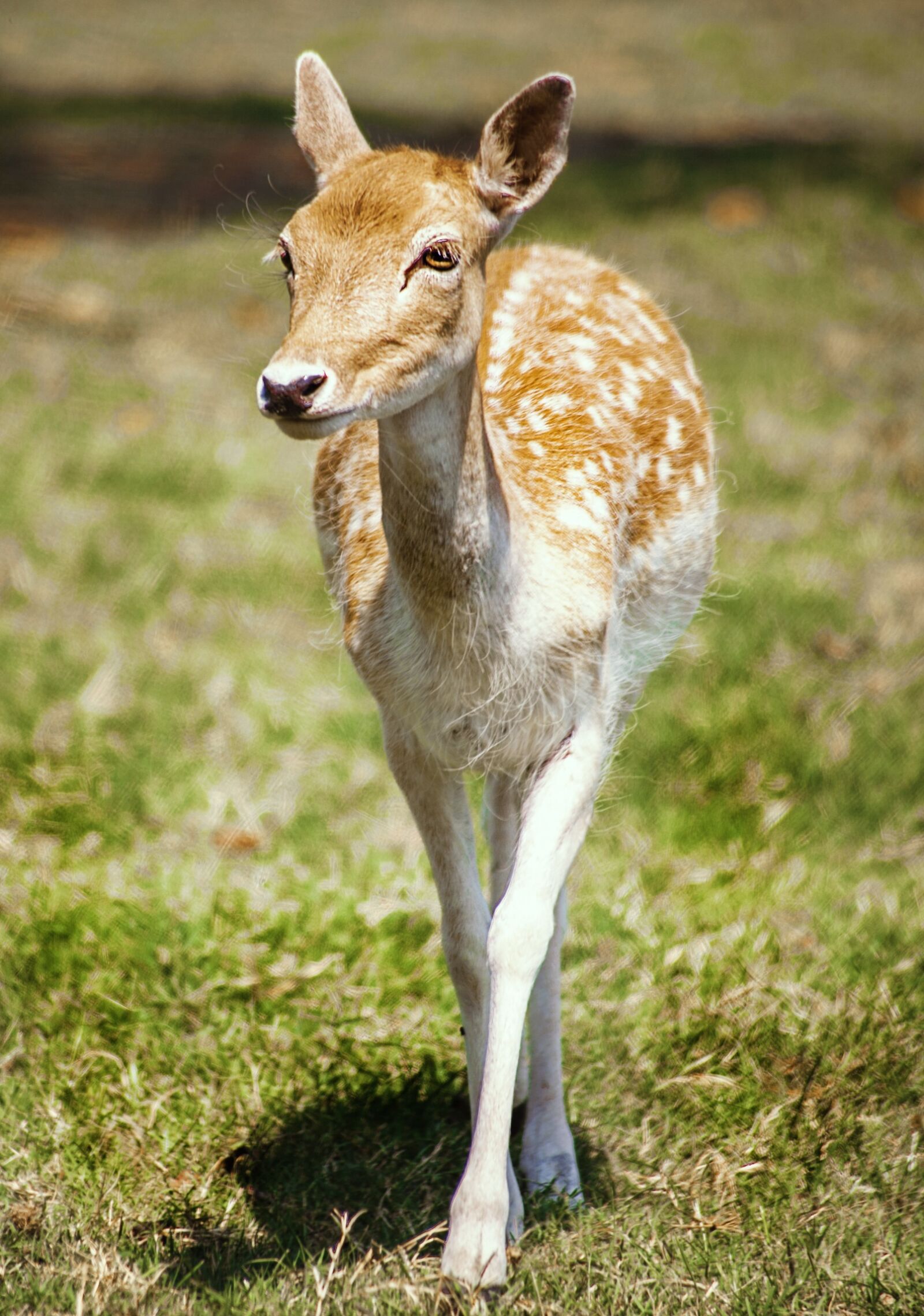 Canon EOS 5D Mark II sample photo. Deer, animal, wild photography