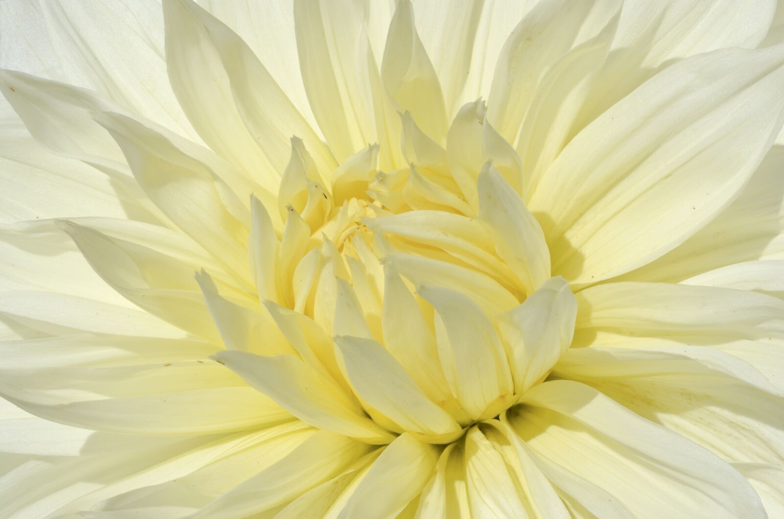 Nikon D5100 sample photo. Flower, nature, flora photography