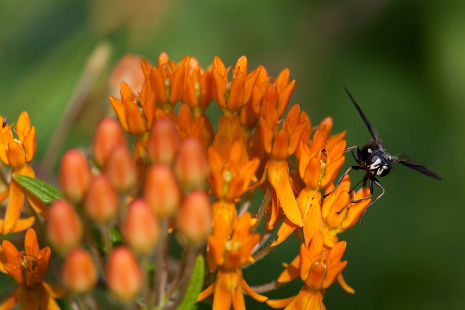 Canon EOS 5D Mark II sample photo. Weed, insect, flower, bug photography