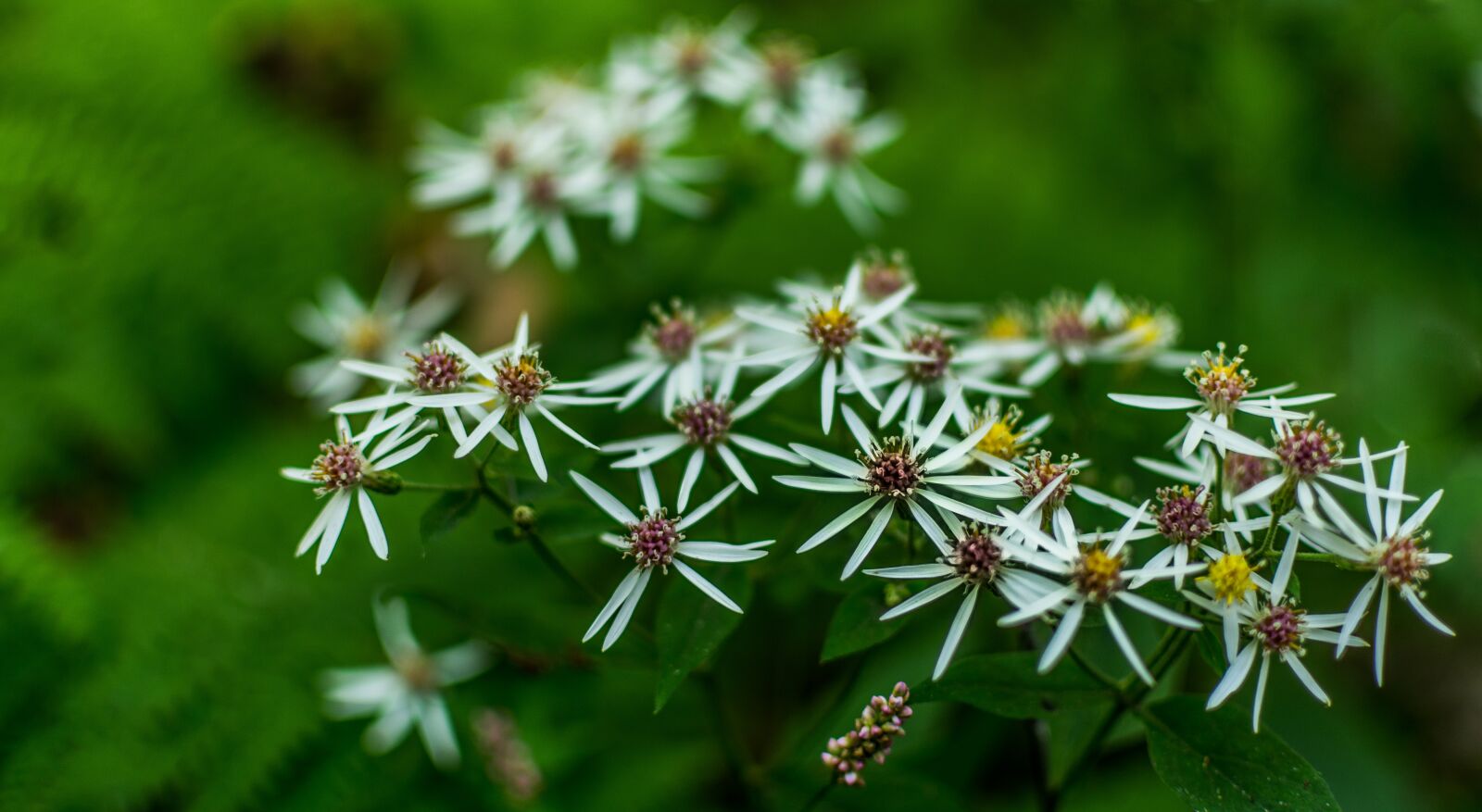 Nikon D7100 sample photo. Aster, woodland, nature photography