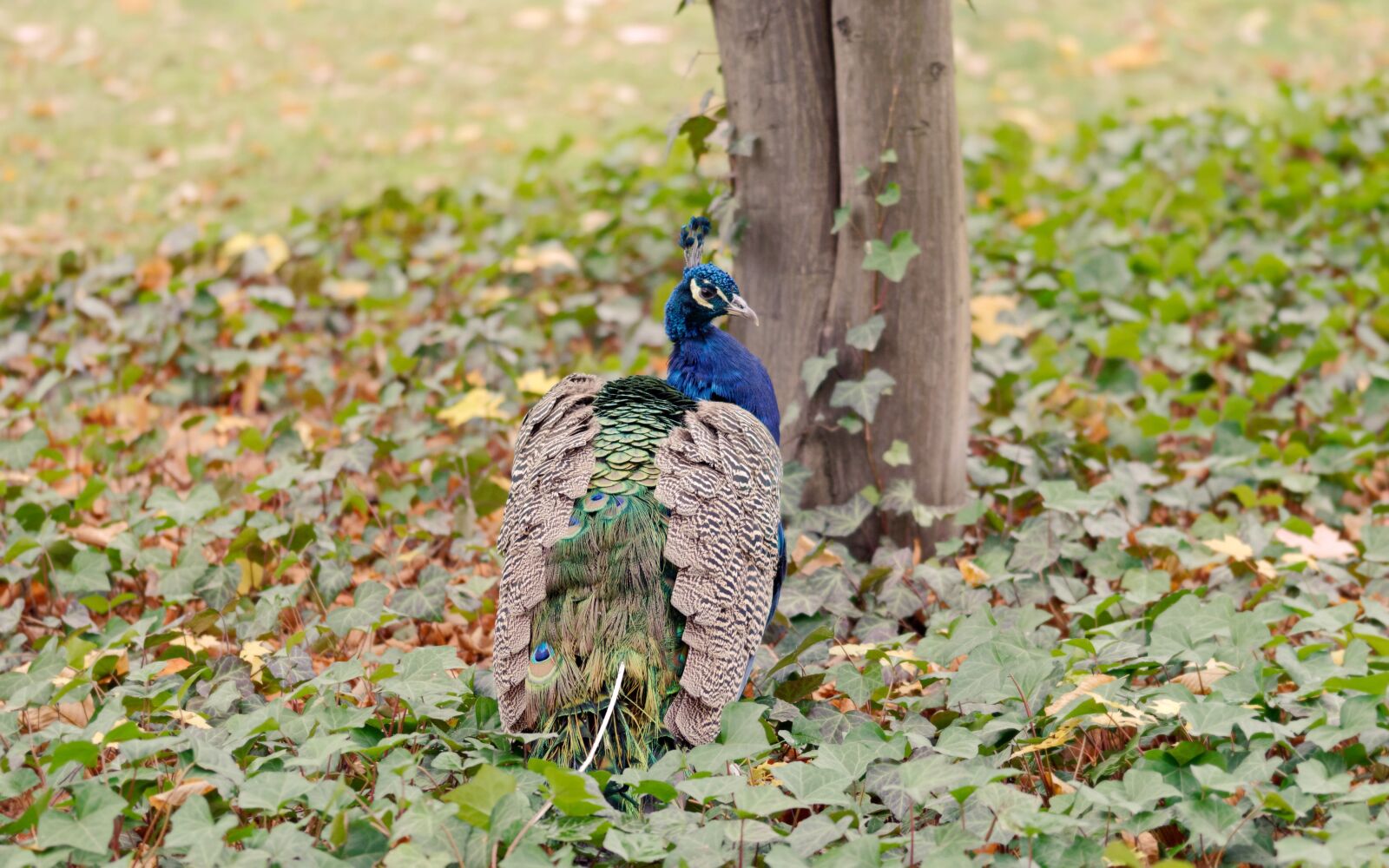 Nikon D5100 sample photo. Bird, peacock, plumage photography