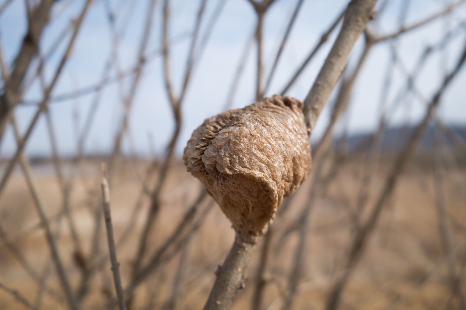 Sony Cyber-shot DSC-RX100 II sample photo. Cocoon, branch, brown photography