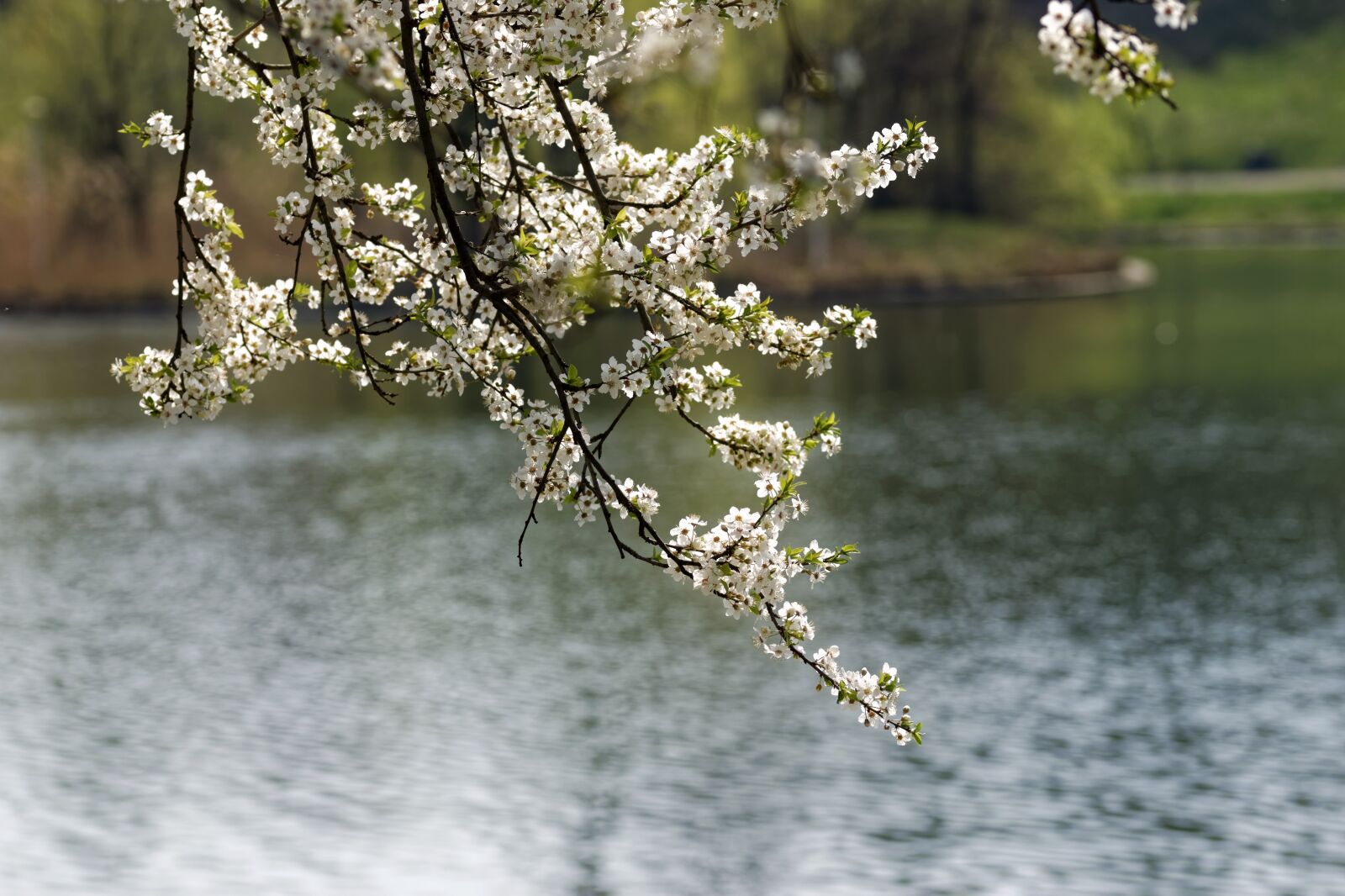 Nikon D5300 sample photo. Nature, branch, tree photography