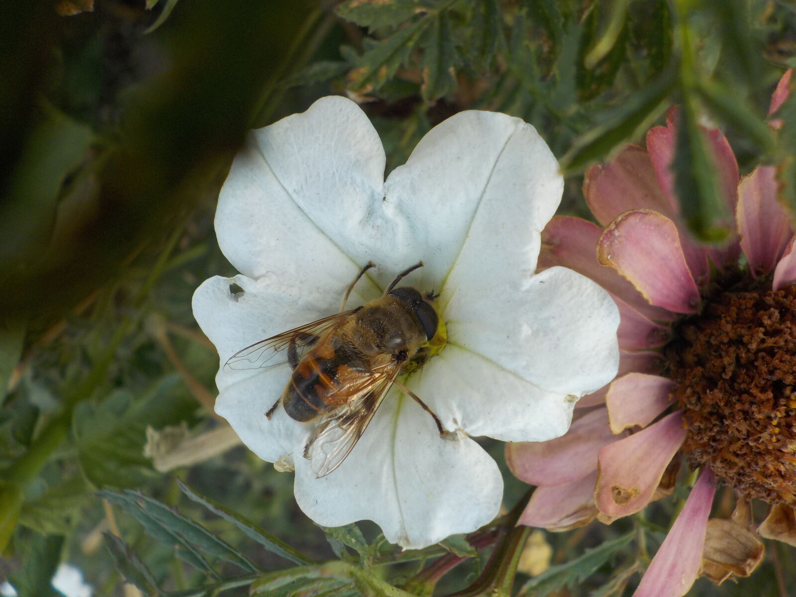 Nikon Coolpix W100 sample photo. Bee, flower photography