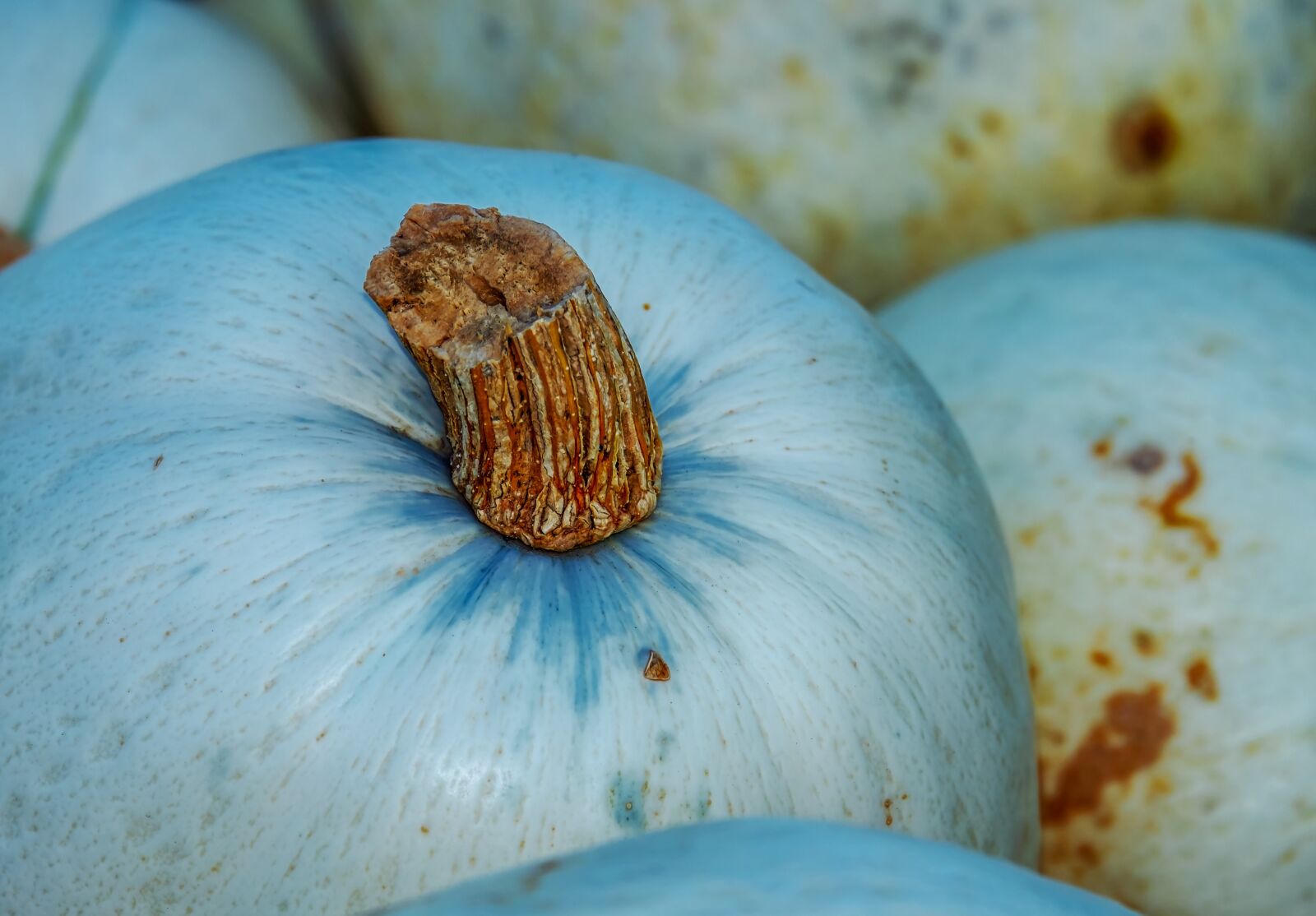 Fujifilm XF 55-200mm F3.5-4.8 R LM OIS sample photo. Pumpkin, squash, vegetables photography
