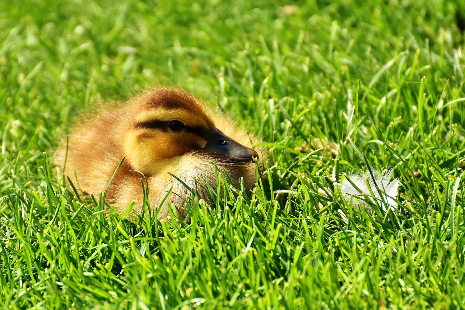 Nikon D7200 sample photo. Mallard, chicks, baby photography