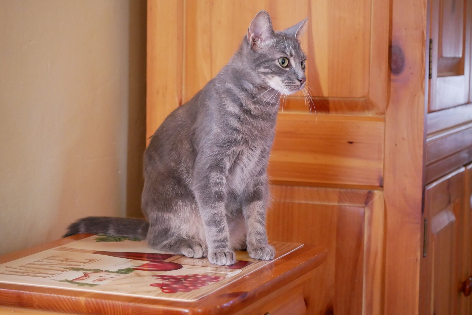 Panasonic Lumix DMC-GX85 (Lumix DMC-GX80 / Lumix DMC-GX7 Mark II) sample photo. Cat, pose, animal photography