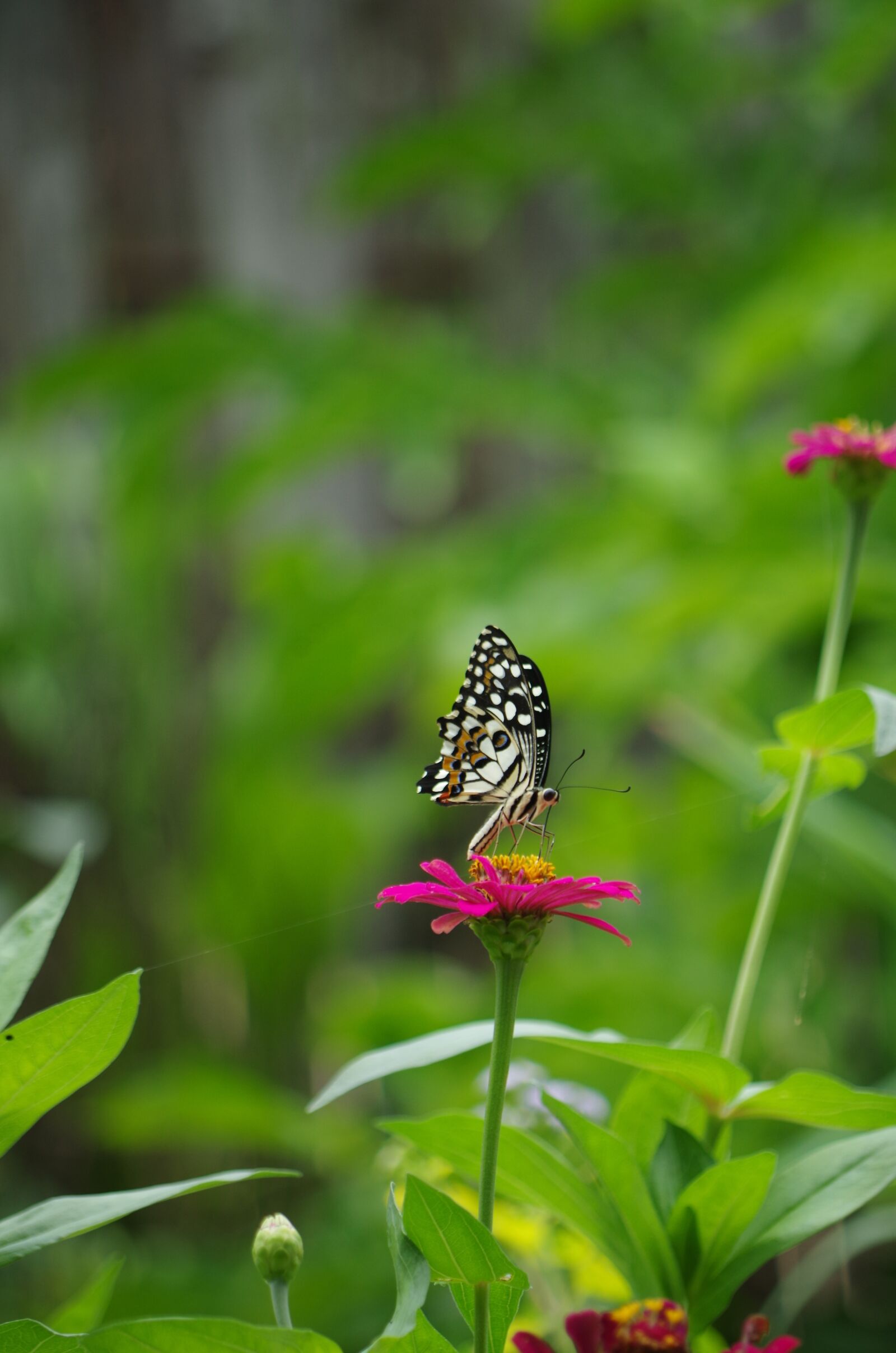 Pentax K-30 sample photo. Butterfly, flowers, nature photography
