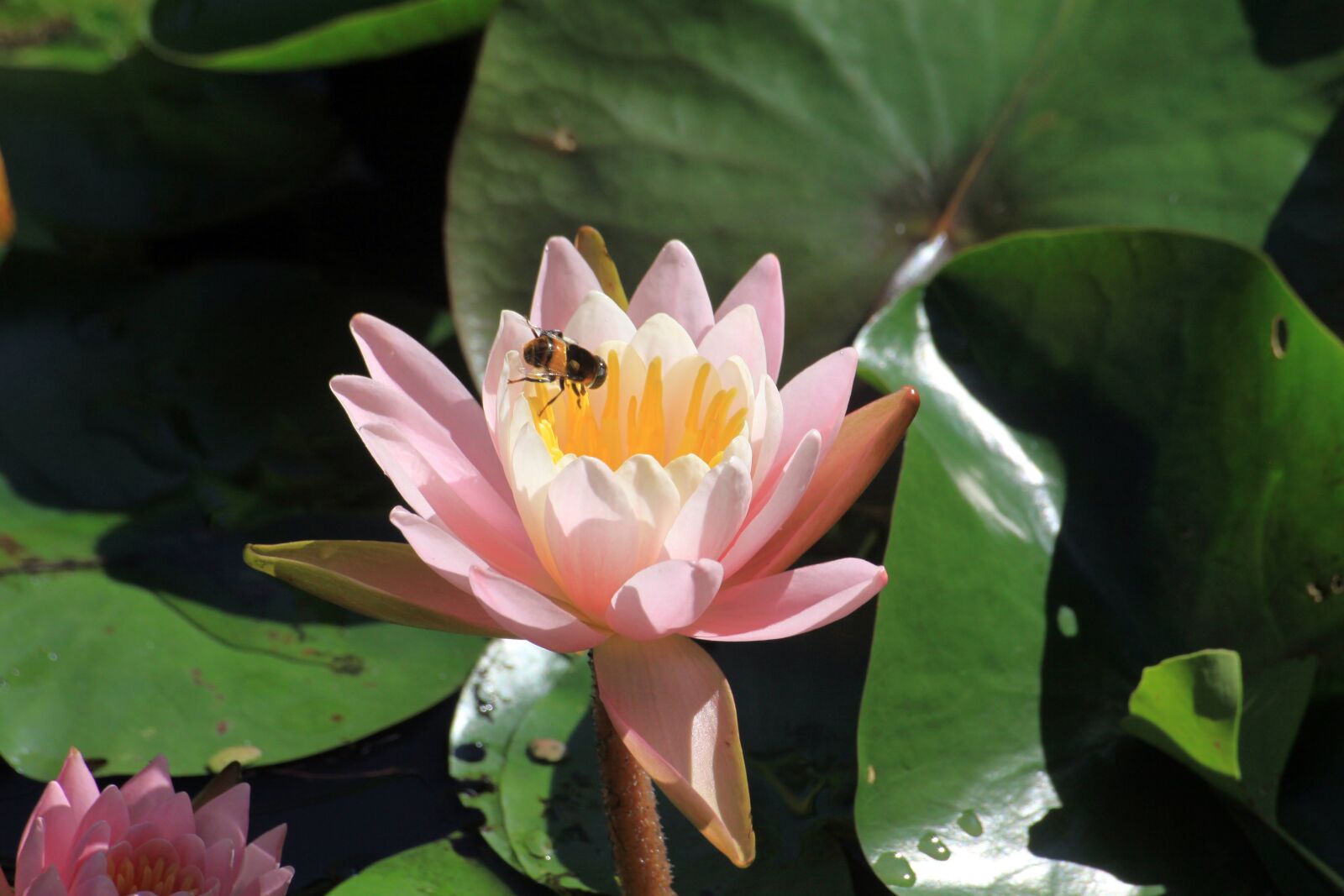 Canon EOS 50D sample photo. Lotus, pond, flowers photography