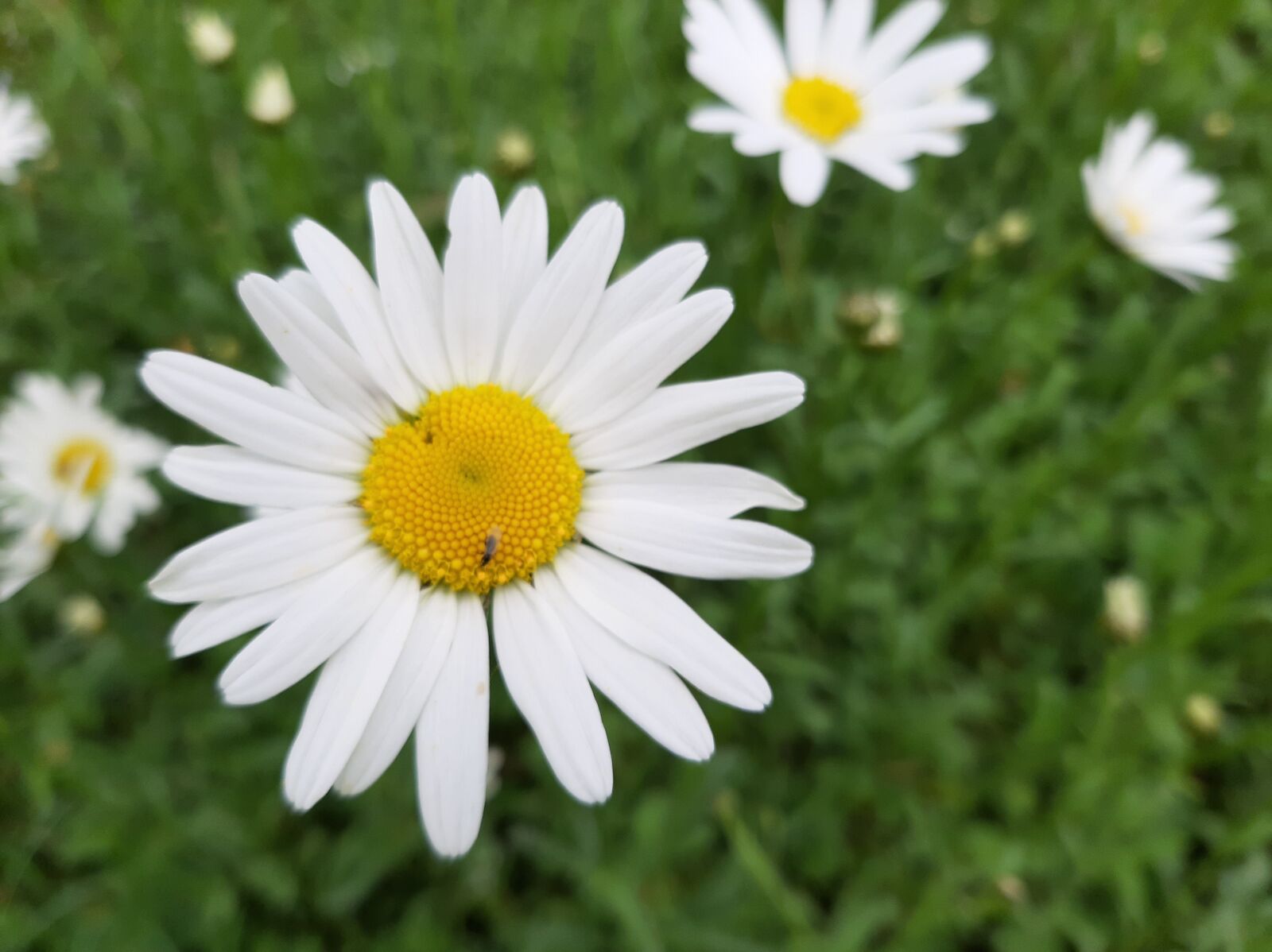 Samsung Galaxy A50 sample photo. Daisy, white, flowers photography