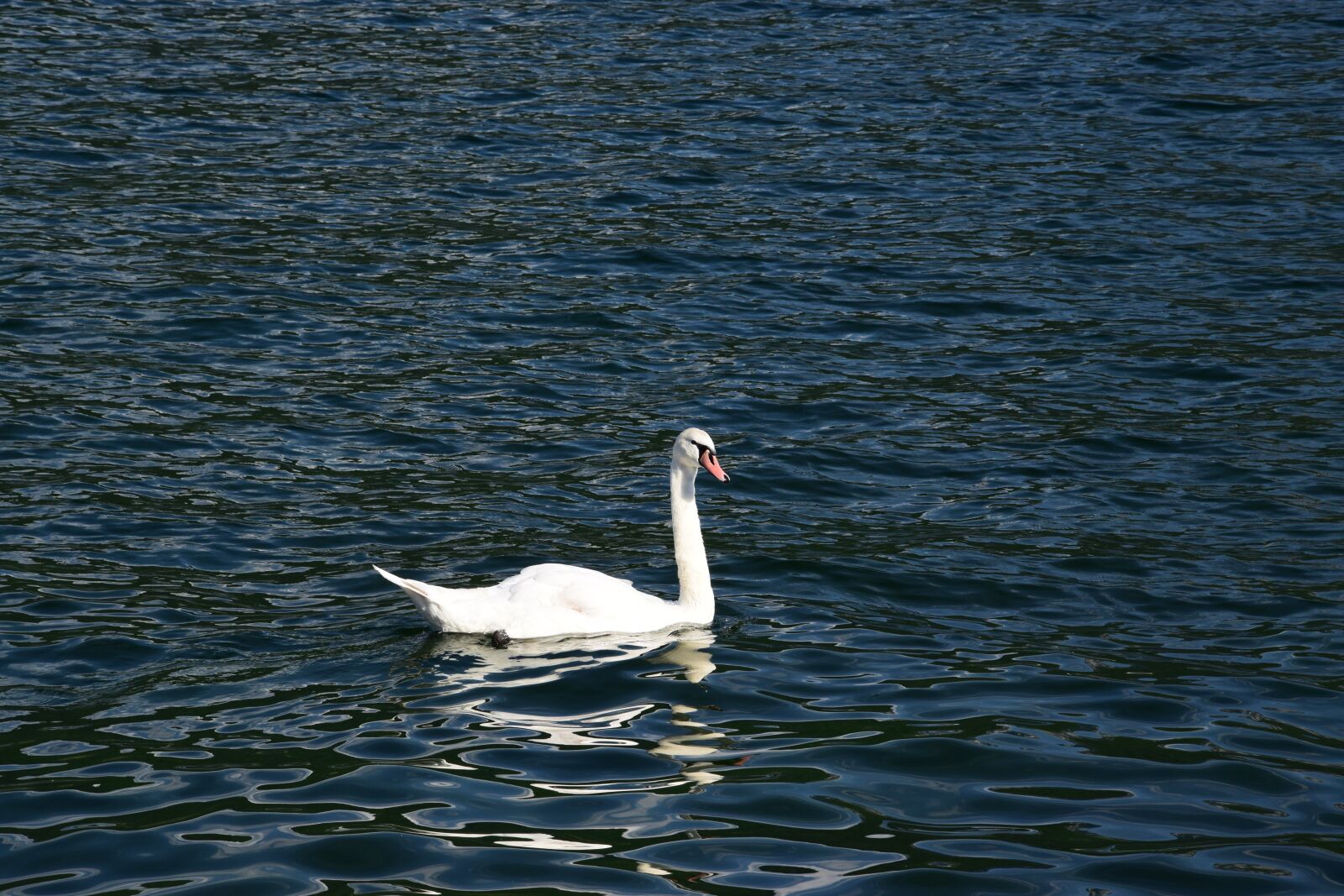 Nikon D3300 sample photo. Swan, traunsee, water photography