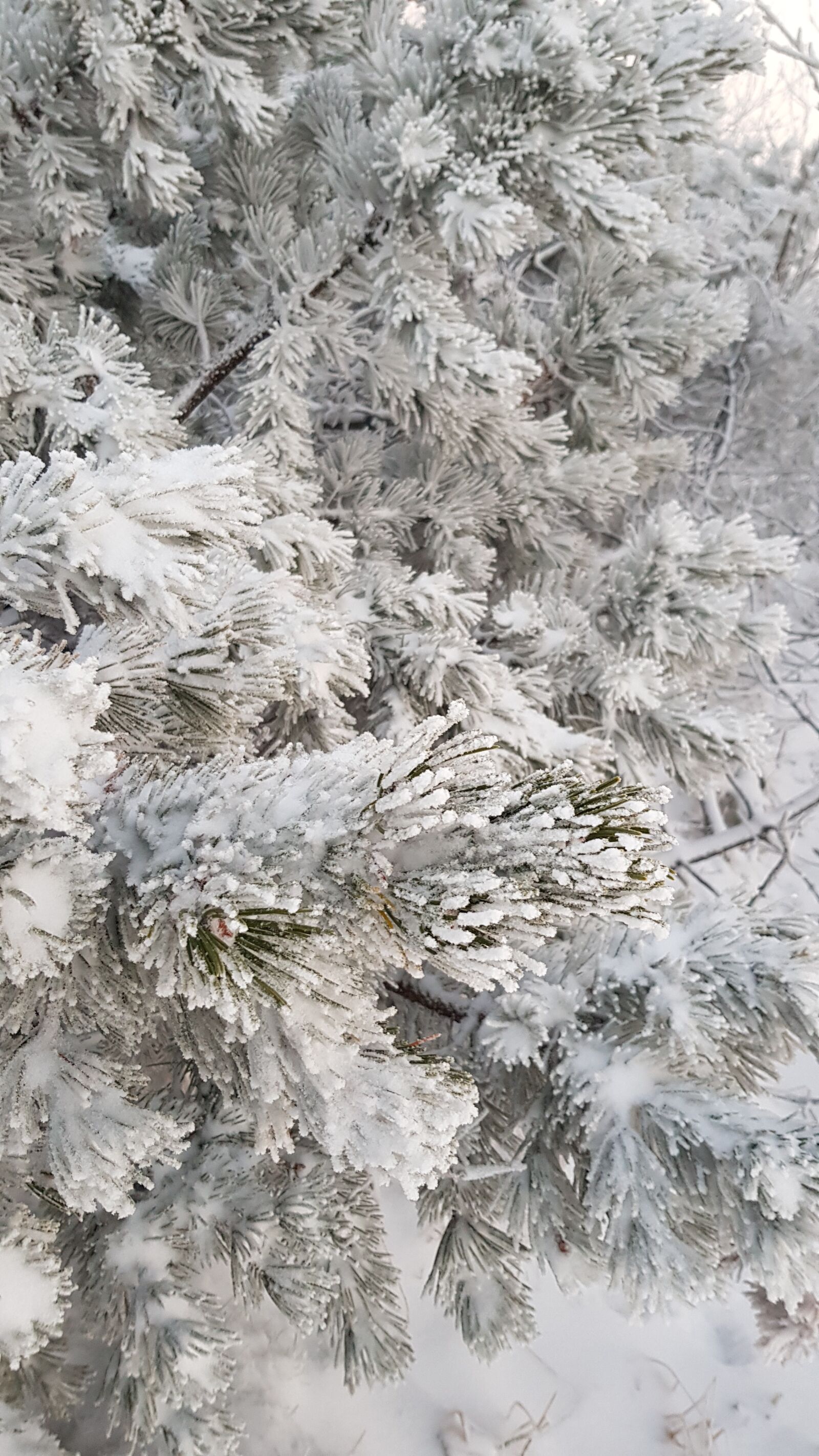 Samsung Galaxy S8 sample photo. Winter, fichtelberg, ore mountains photography
