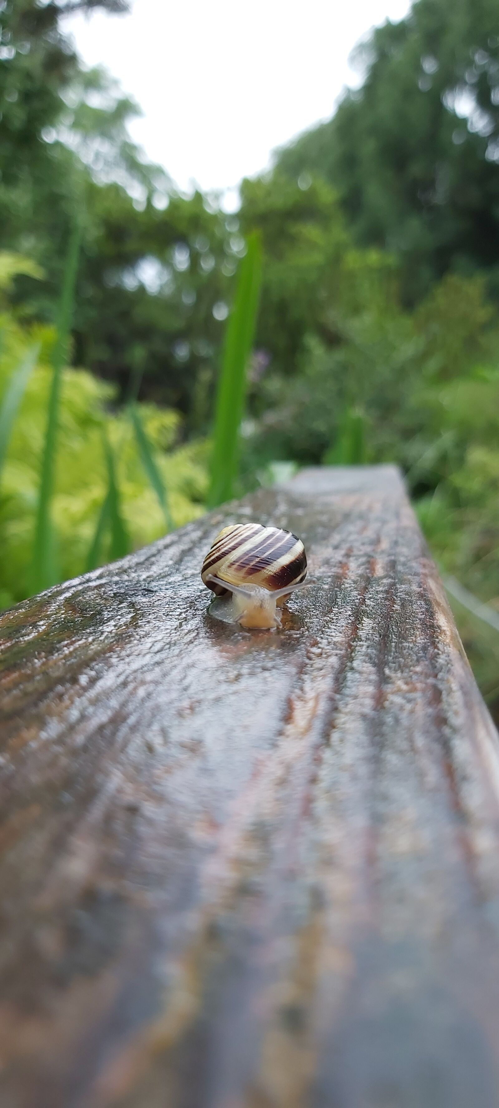 Samsung Galaxy A70 sample photo. Snail, after the rain photography