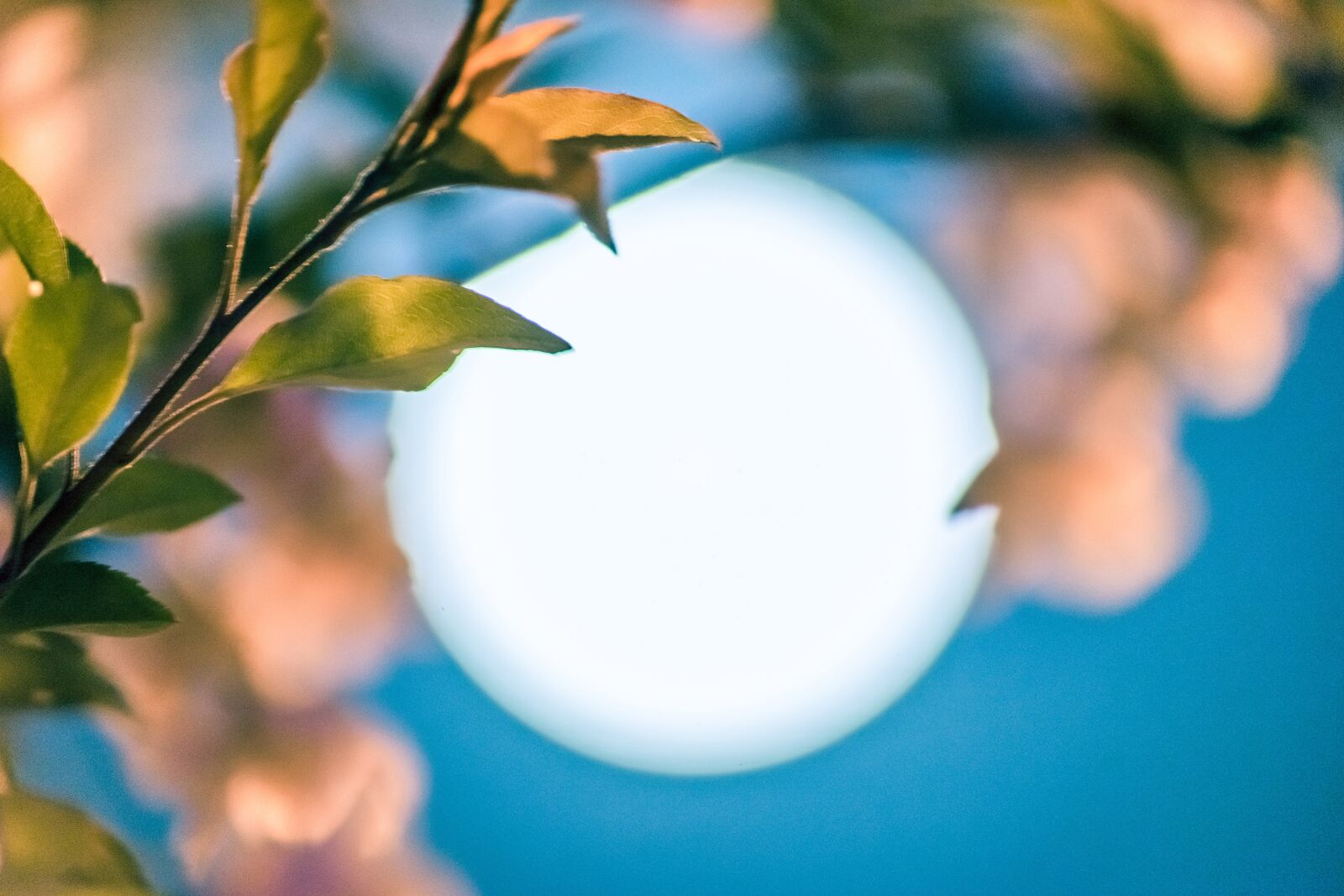 Sony a7 II sample photo. Moon, night, cherry-blossom photography