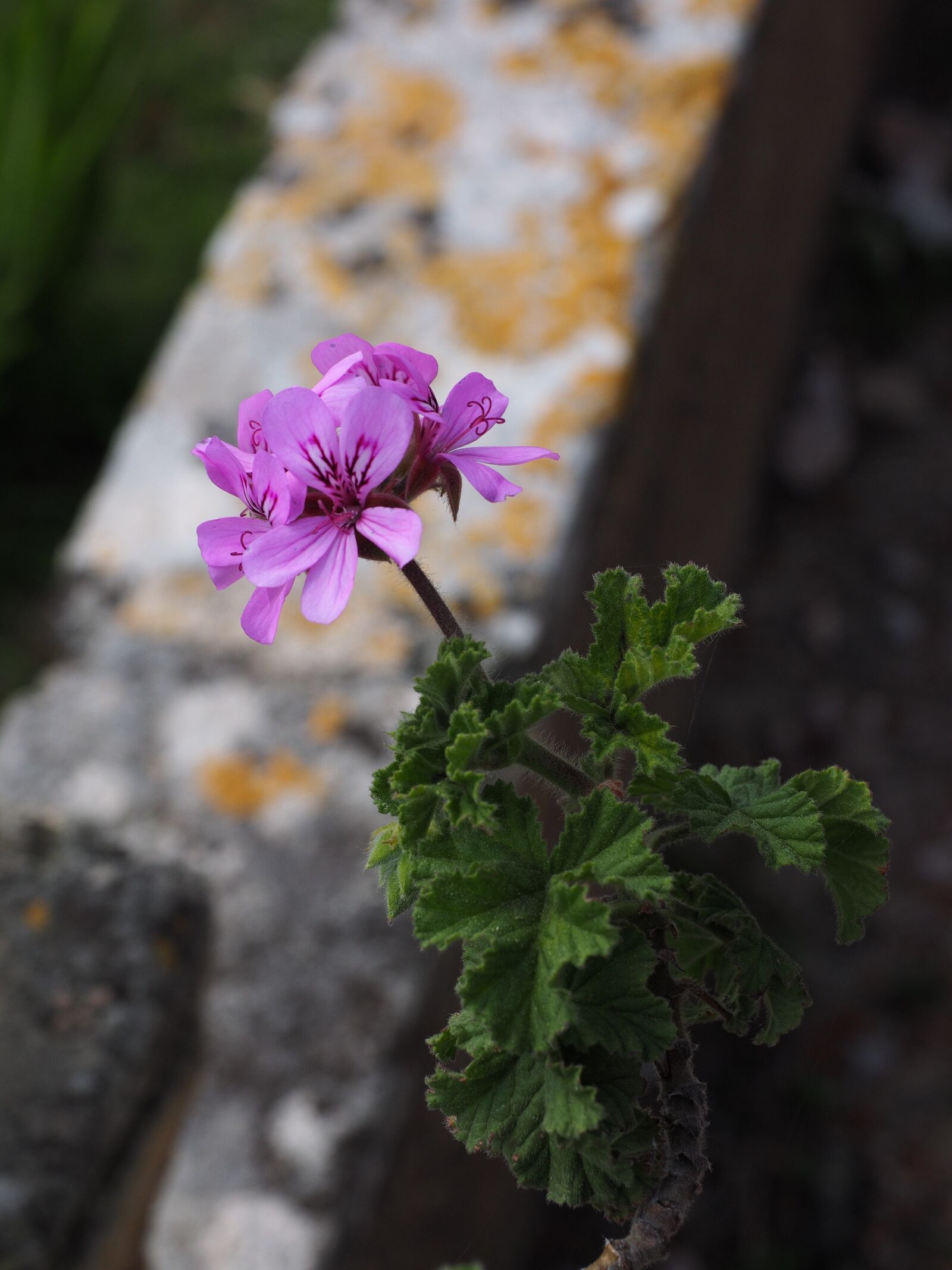 Olympus OM-D E-M1 + Olympus M.Zuiko Digital ED 12-40mm F2.8 Pro sample photo. Geranium, blossom, bloom photography