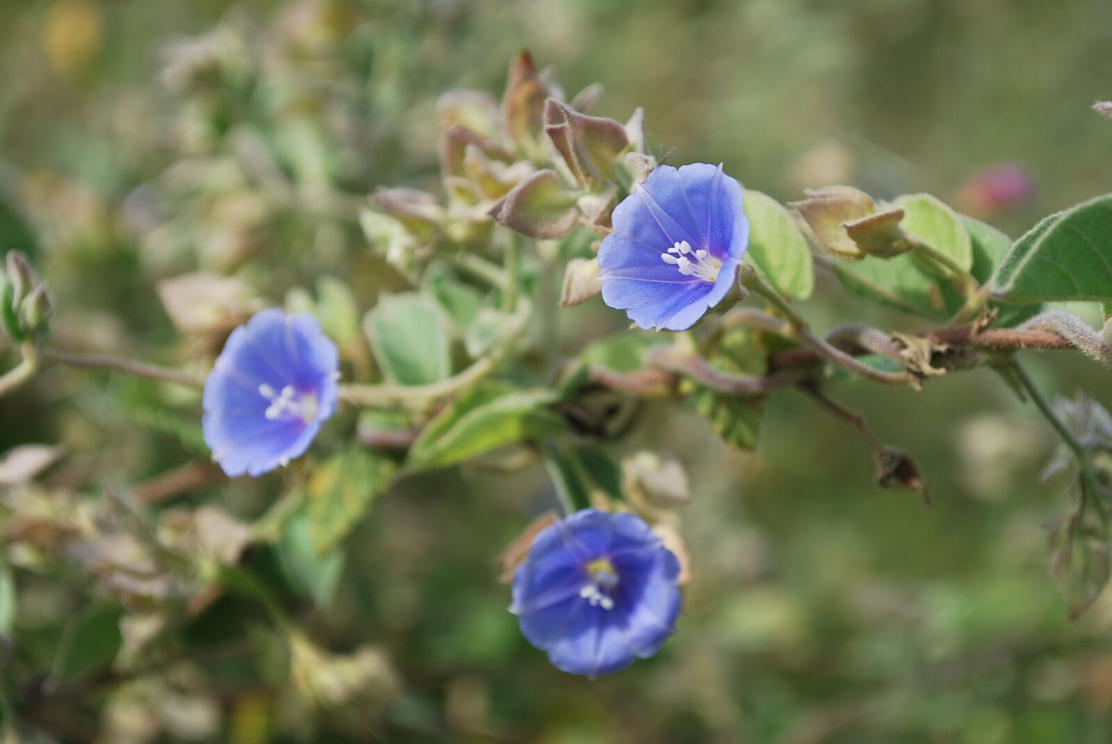 Nikon D60 sample photo. Flower, nature, flowers photography