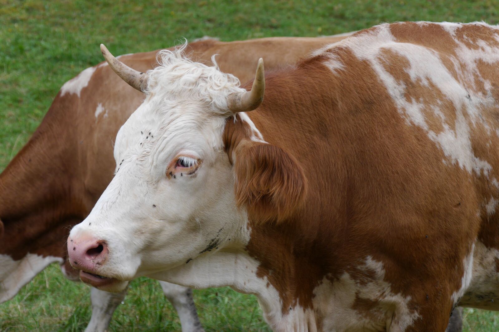 Panasonic Lumix DMC-G6 sample photo. Cow, cattle, agriculture photography