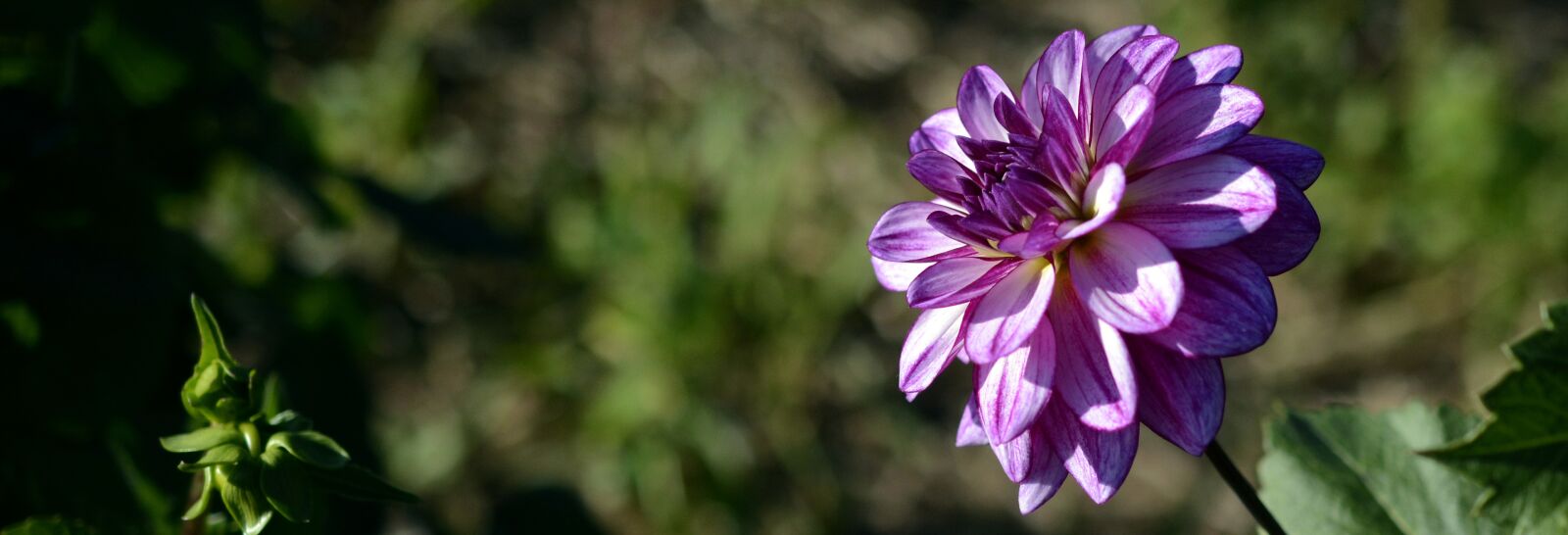 Nikon D7100 sample photo. Dahlia, flower, blossom photography