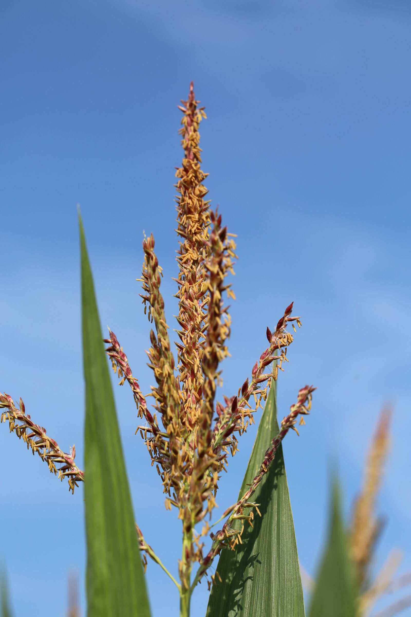 Canon EF 100mm F2.8L Macro IS USM sample photo. Corn, plant, agriculture photography