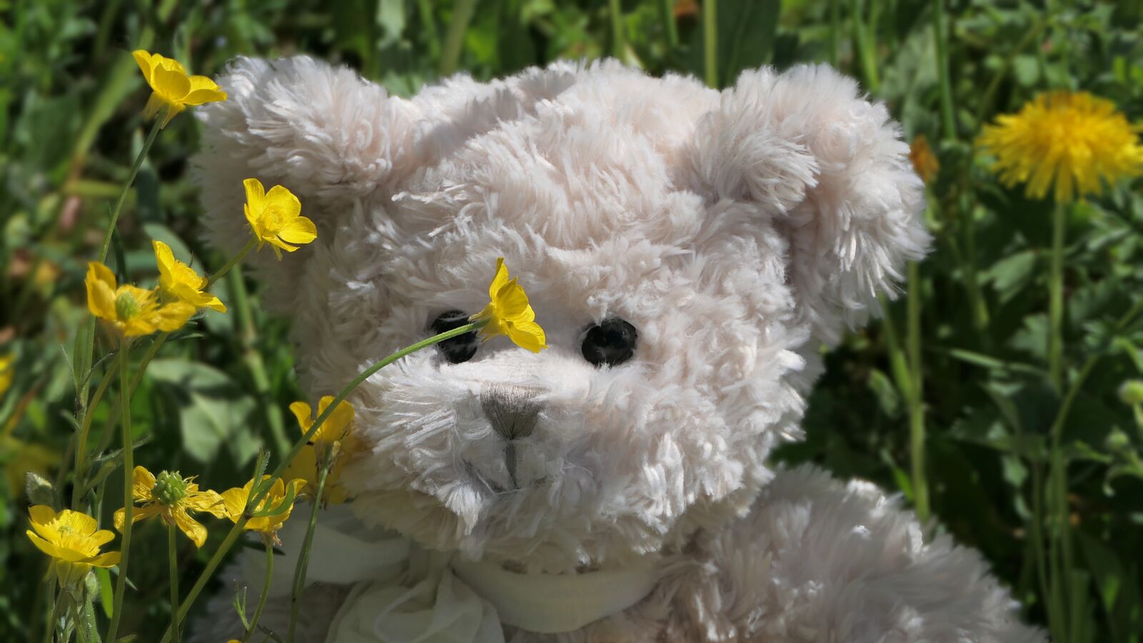 Panasonic Lumix DMC-FZ2500 (Lumix DMC-FZ2000) sample photo. Plush, bear, teddy photography