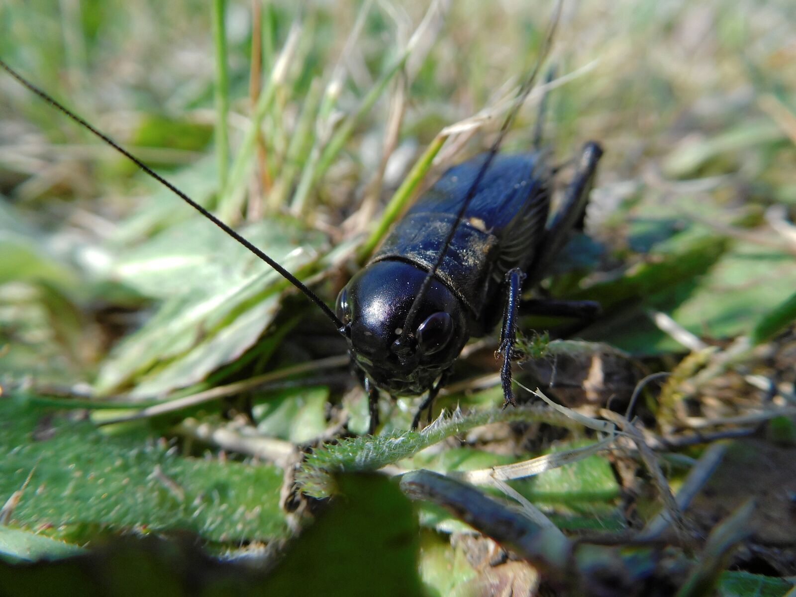 Nikon Coolpix S7000 sample photo. Beetle, insect, macro photography