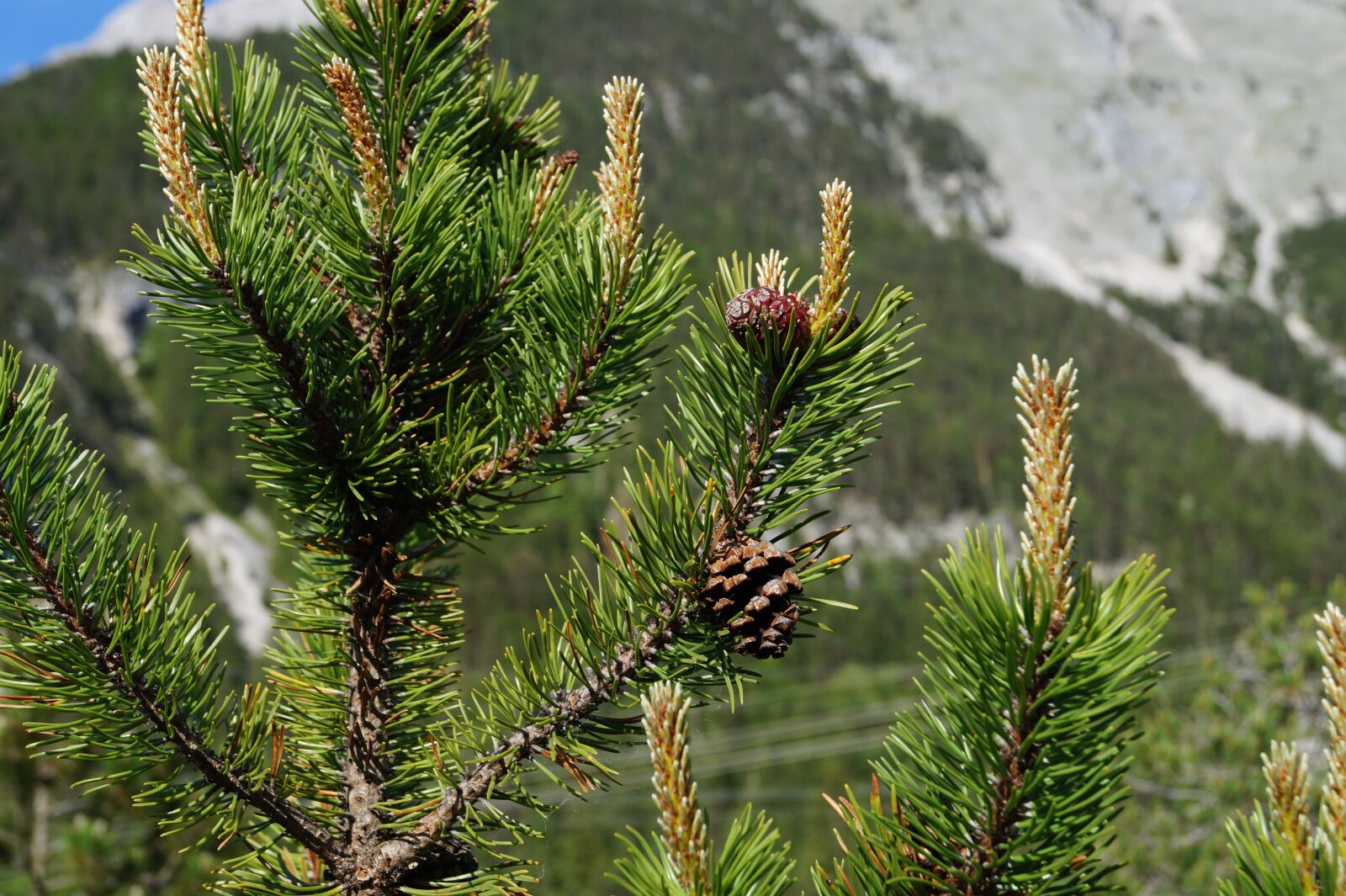 Sony DT 18-55mm F3.5-5.6 SAM II sample photo. Pine cones, tree, fir photography