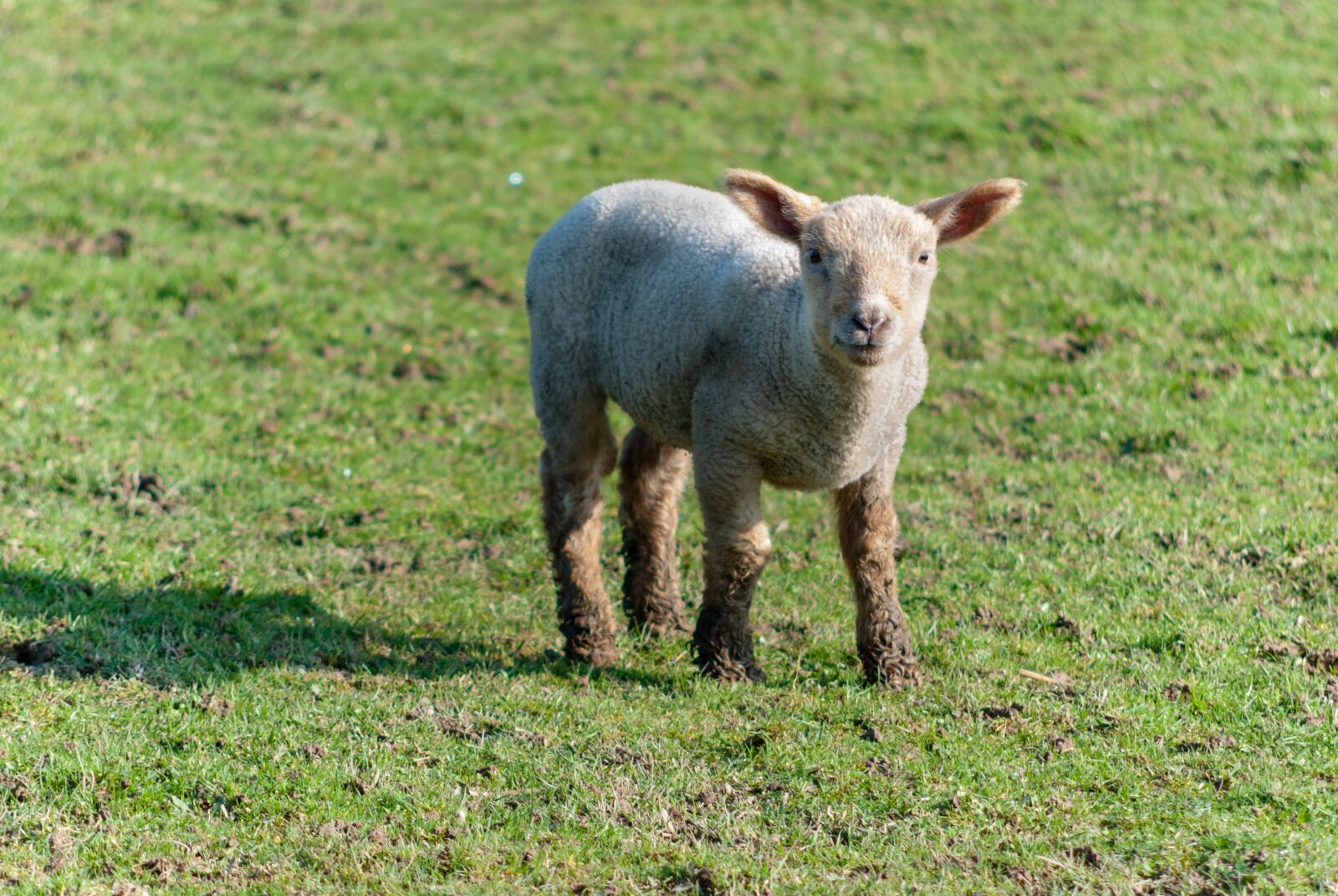 Nikon D80 sample photo. Mammal, lawn, animal photography